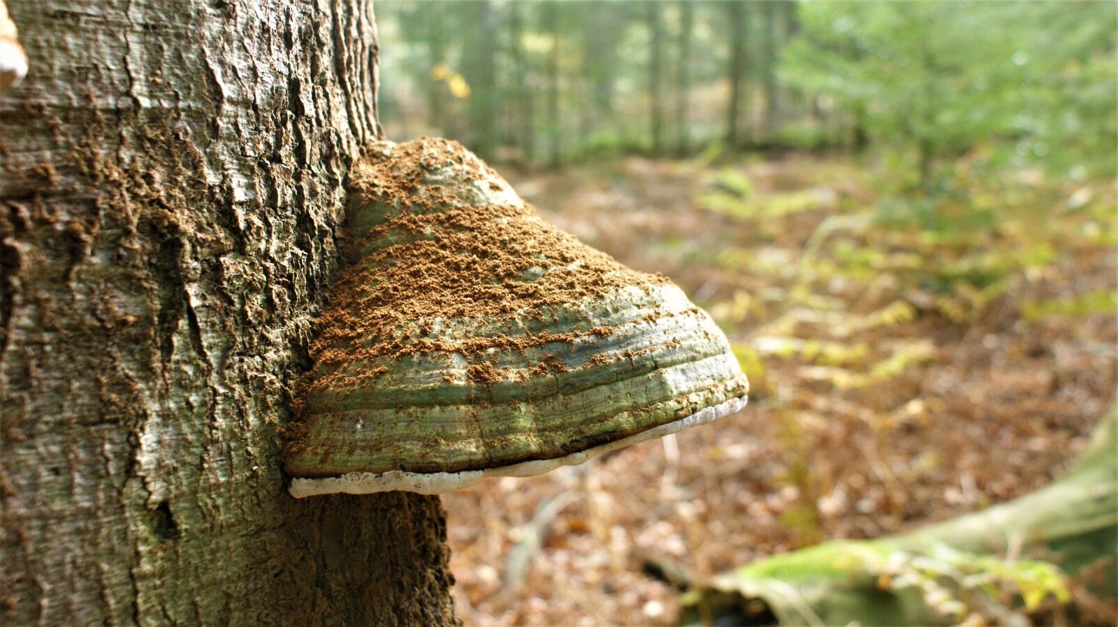 Sony Alpha DSLR-A350 sample photo. Punk, tree, forest photography