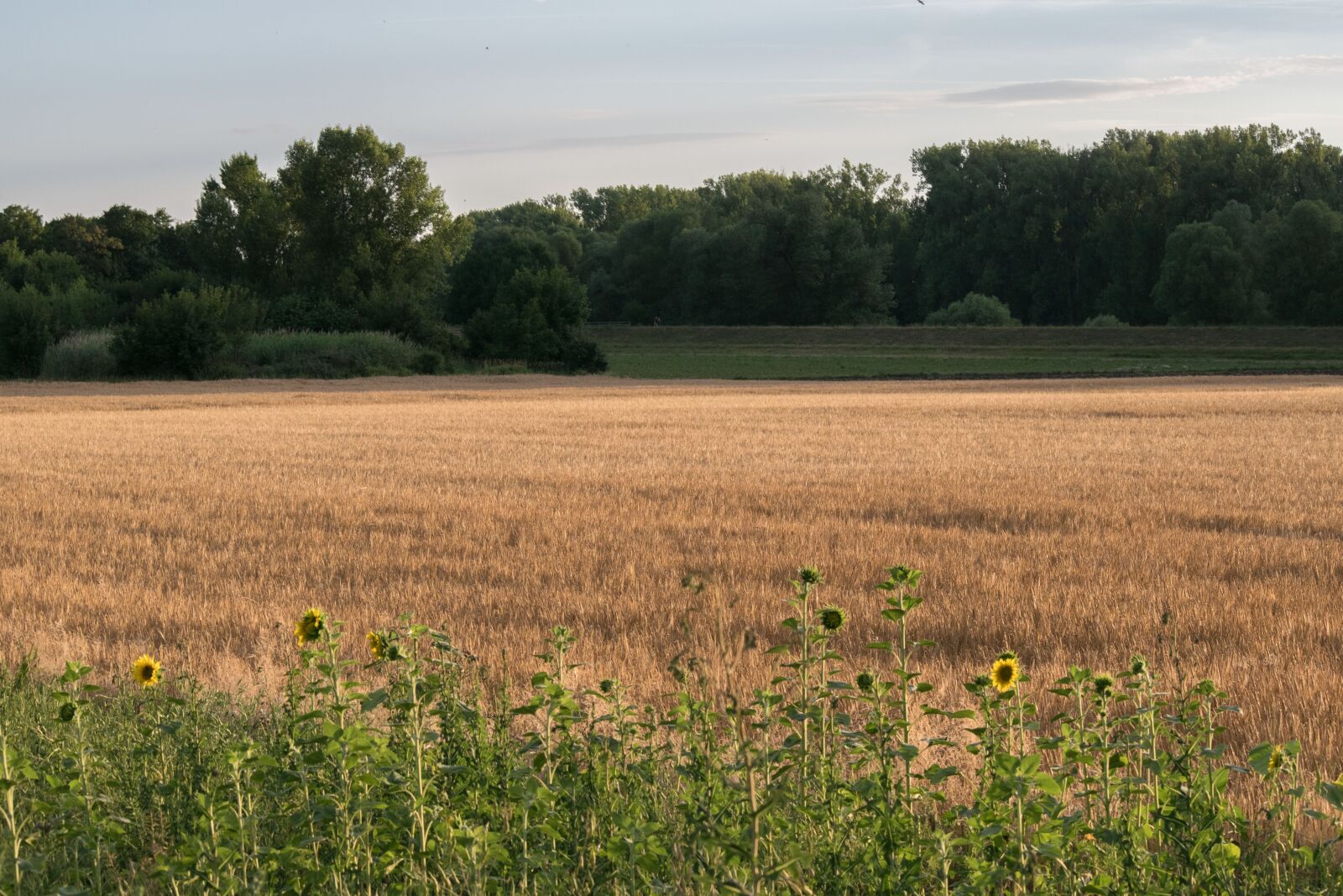 Nikon D3300 sample photo. Field, wheat, trees photography