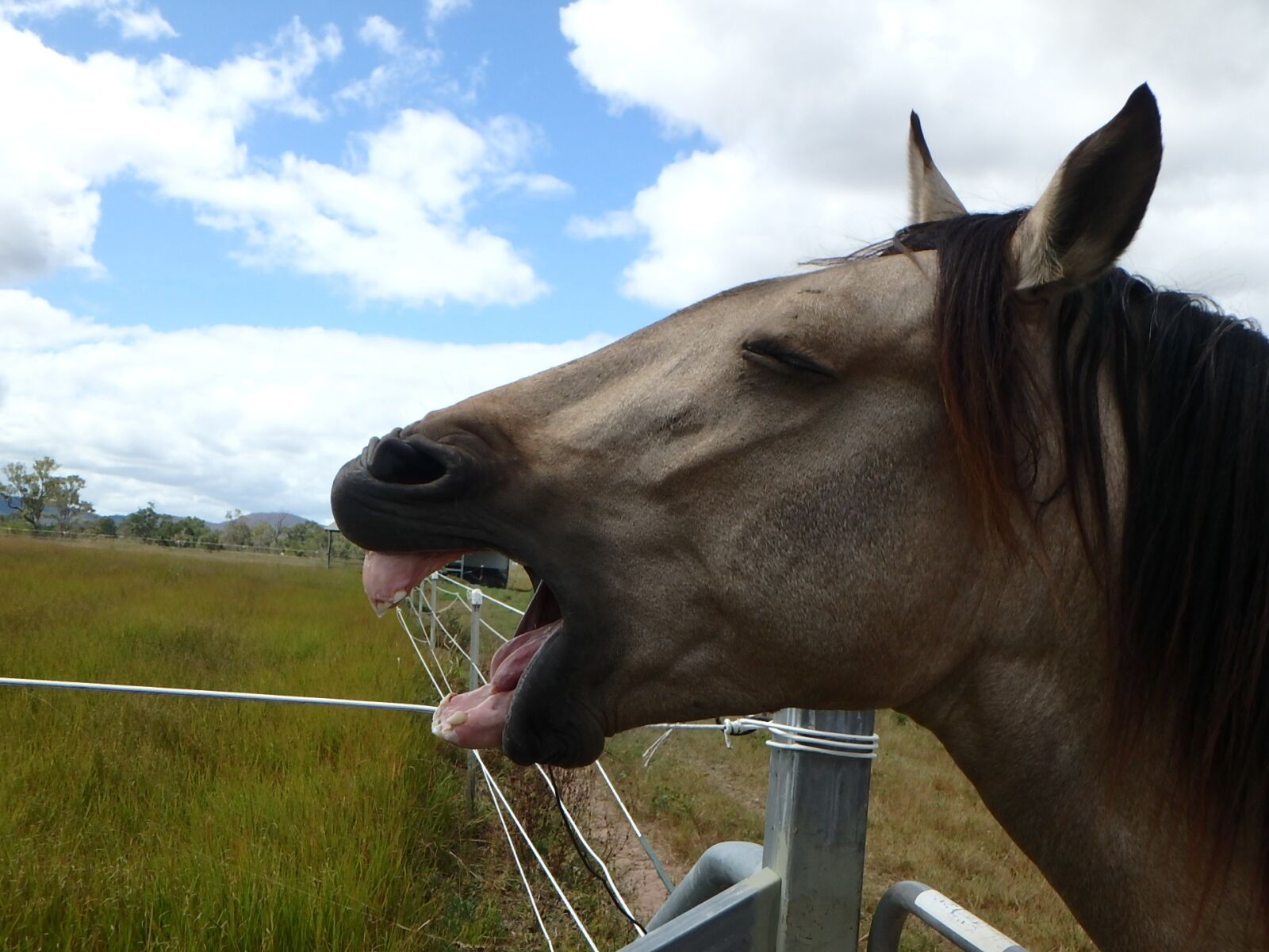 Olympus TG-860 sample photo. Horse, laughter, animal photography