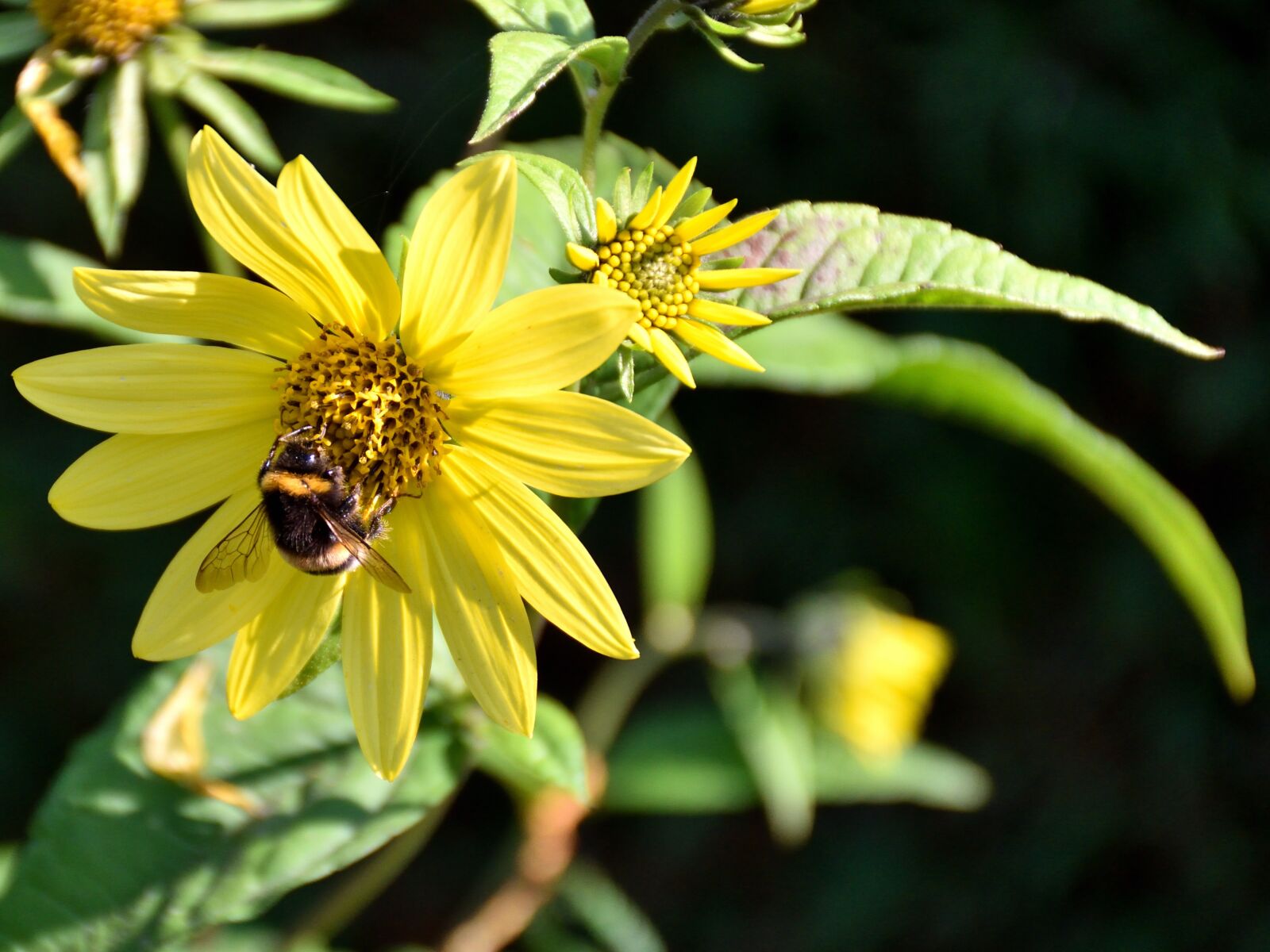 Nikon D5500 sample photo. Bee, blossom, bloom photography