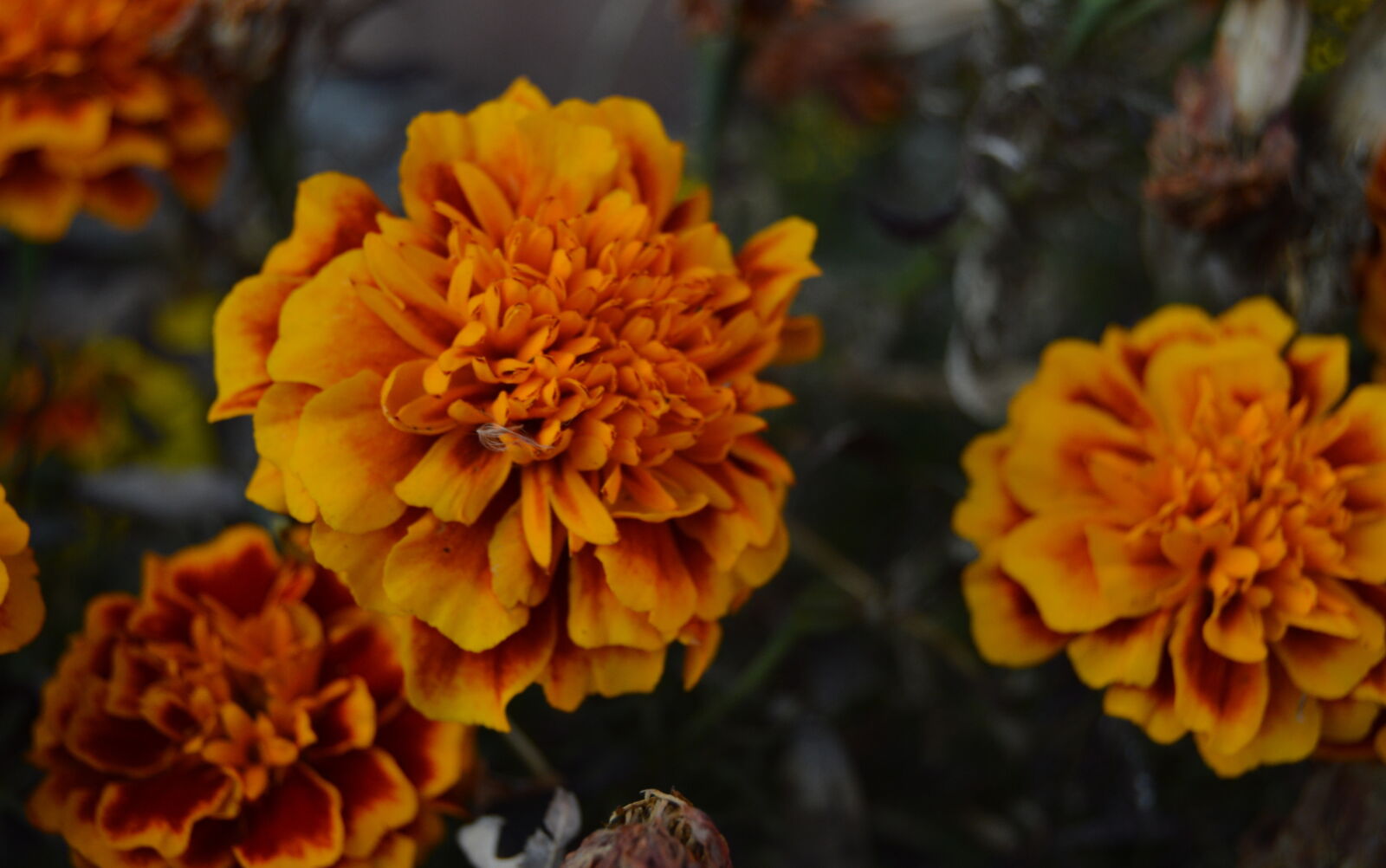 Nikon D3200 sample photo. Closeup, flowers, orange, plant photography
