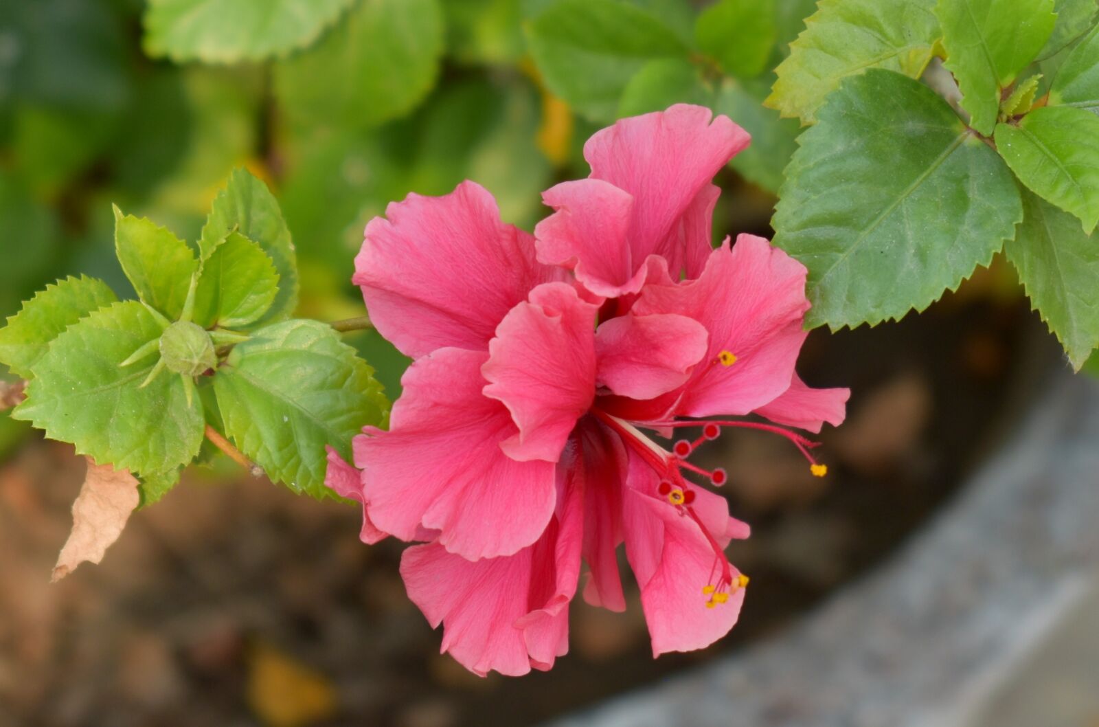 Nikon D5600 sample photo. China-rose, hibiscus, flower photography