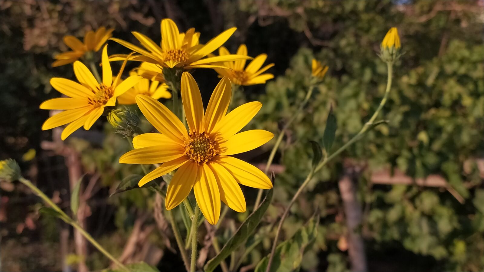 Xiaomi Redmi Note 8 sample photo. Flower, nature, rose photography