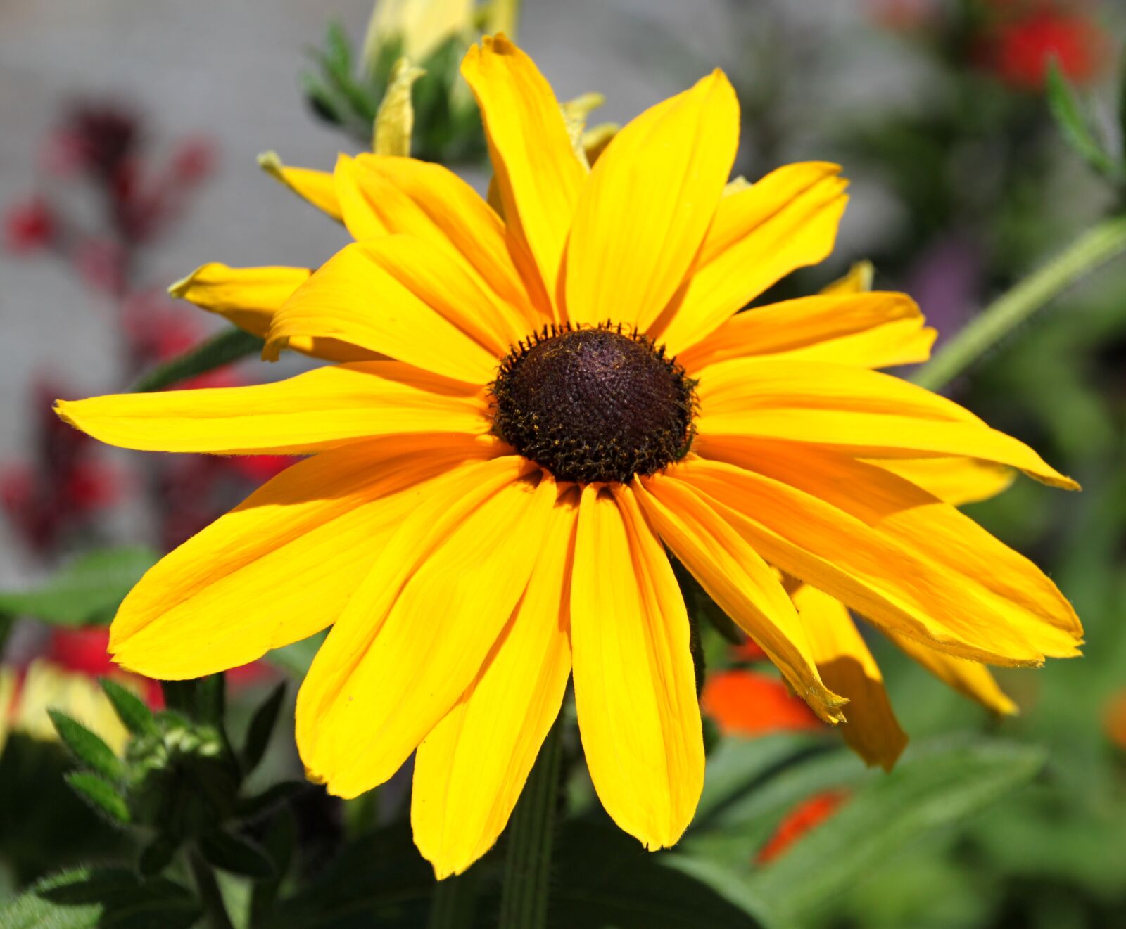 Canon EOS 500D (EOS Rebel T1i / EOS Kiss X3) sample photo. Yellow, flower, public record photography