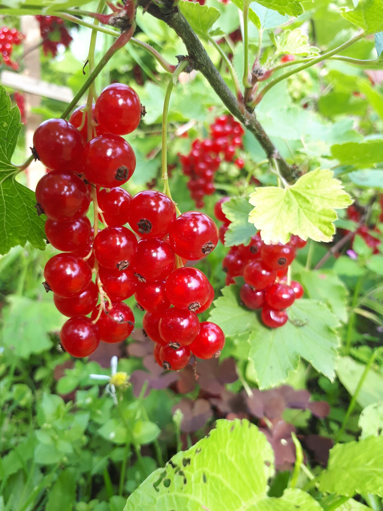 Samsung Galaxy A5(2017) sample photo. Latvia, currant, red photography