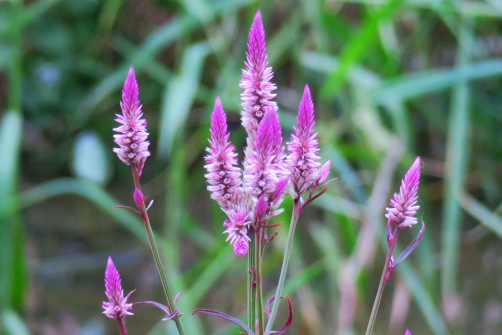 Canon PowerShot G3 X sample photo. Nature, plant, flower photography
