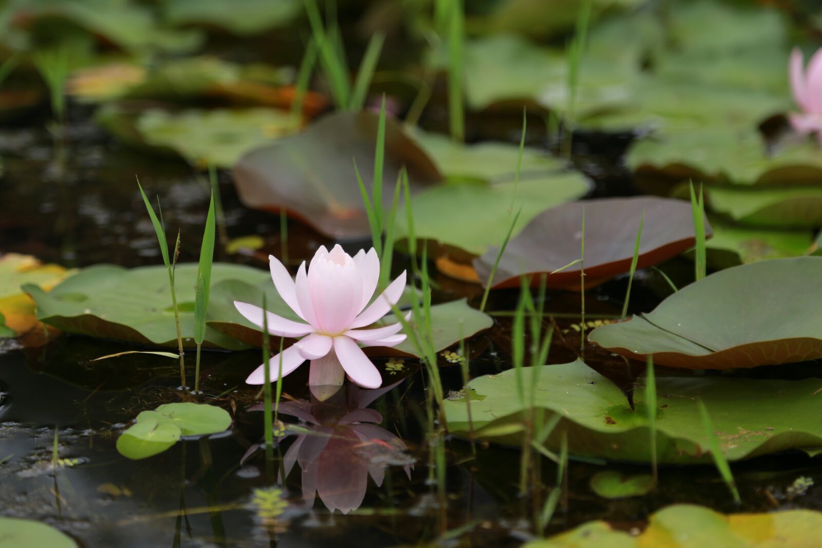 Canon EOS 6D + Canon EF 24-105mm F4L IS USM sample photo. Kite, lotus, water lilies photography