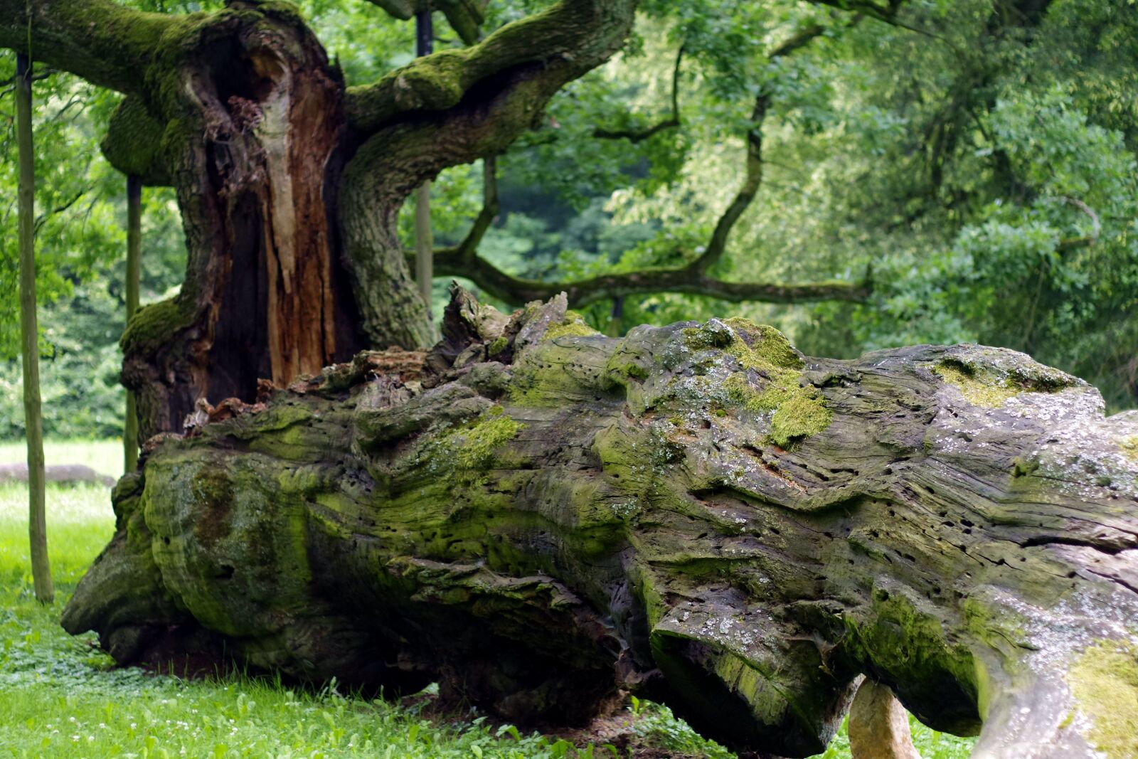 Pentax K-S2 sample photo. Tree, overturned, rotten photography