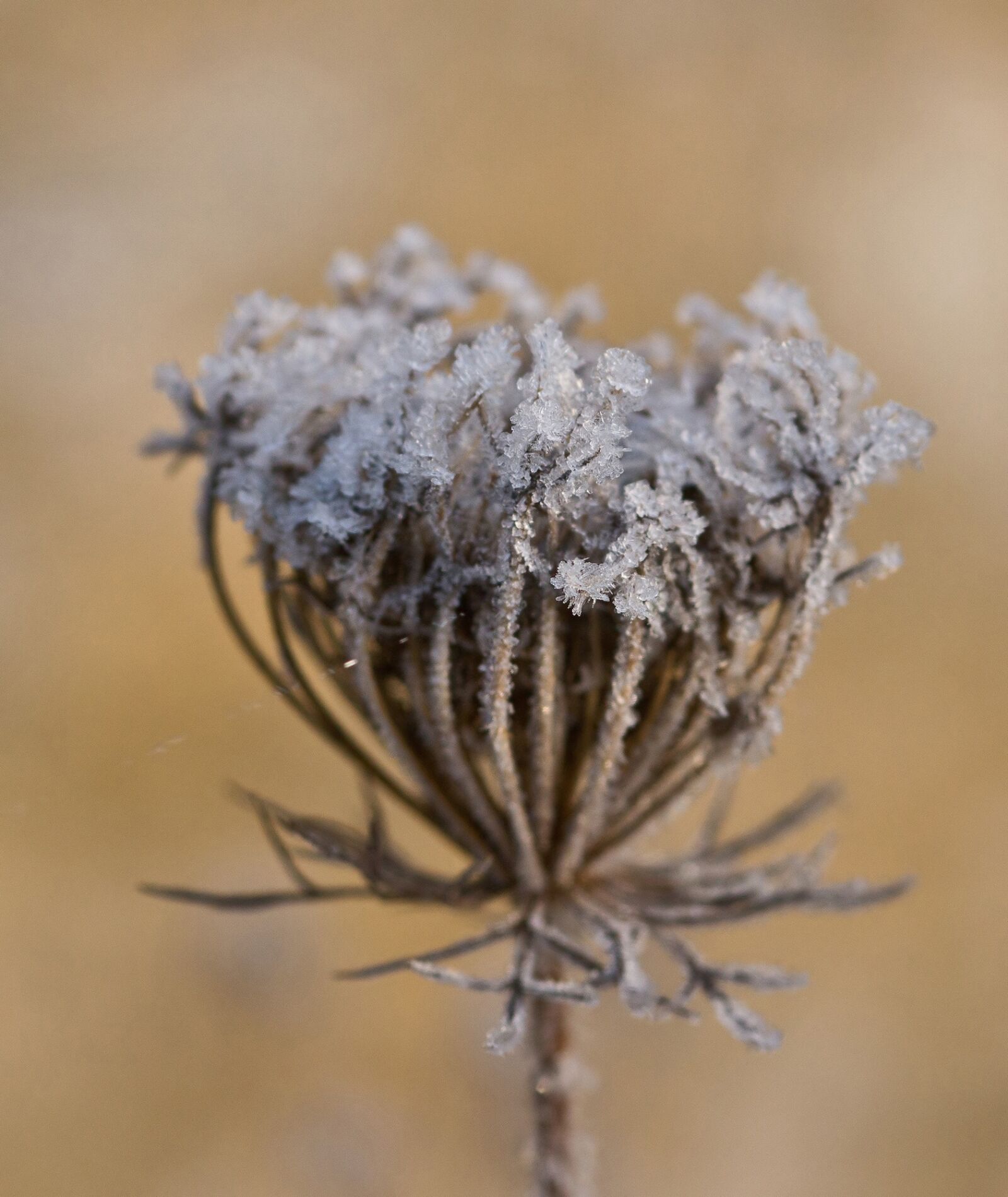 Sony SLT-A77 sample photo. Frost, ice, crystals photography