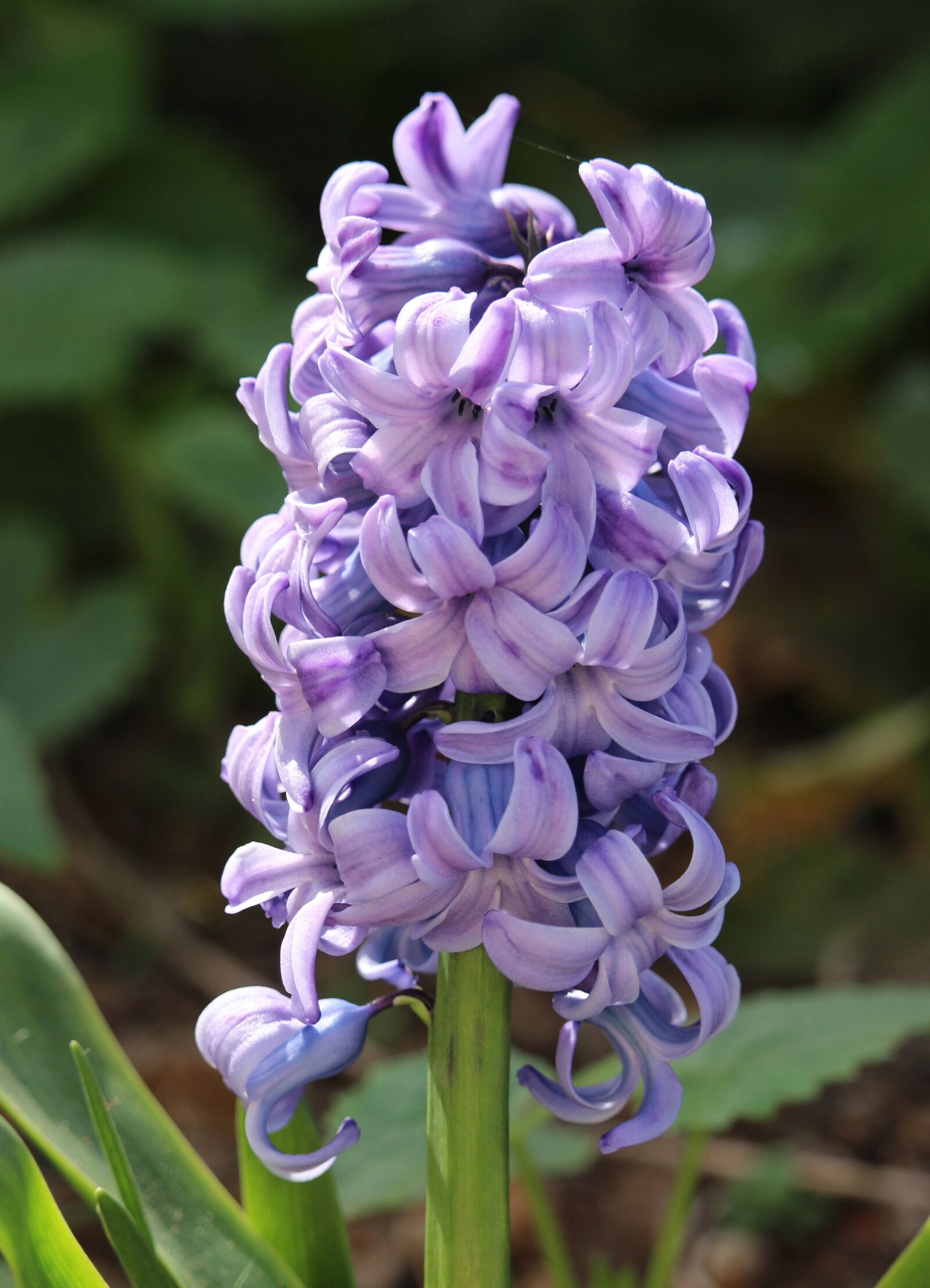 Canon EOS 700D (EOS Rebel T5i / EOS Kiss X7i) sample photo. Hyacinth, violet hyacinth, nature photography