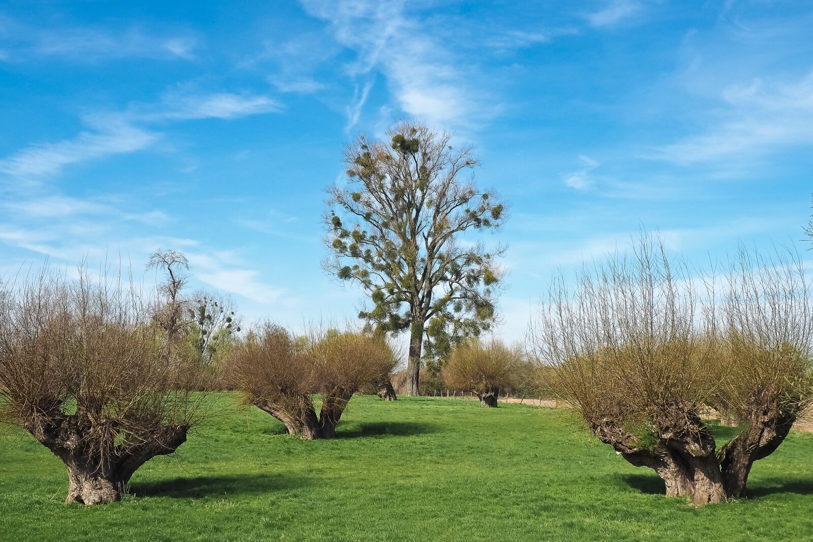 Olympus OM-D E-M10 sample photo. Landscape, meadowlands, trees photography