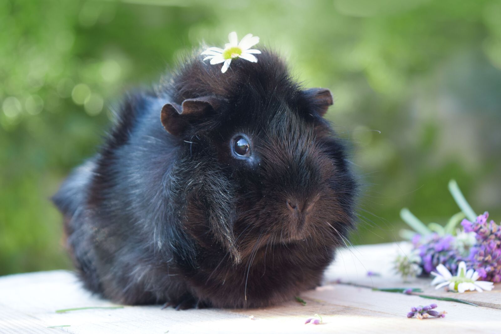 Nikon D3300 sample photo. Guinea pig, pet, animal photography