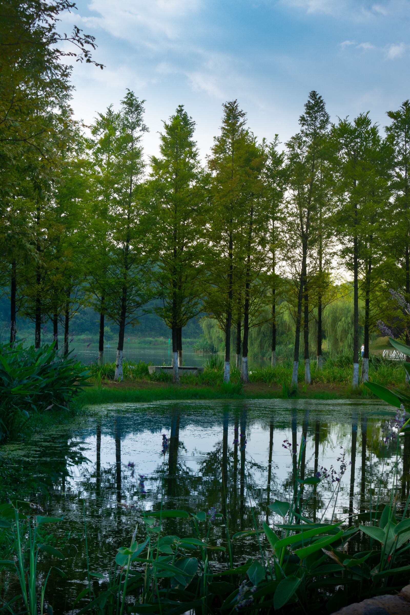 Nikon D3400 sample photo. Tree, lake, sunset photography