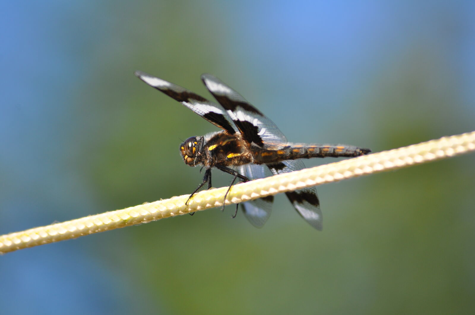 Nikon D5000 sample photo