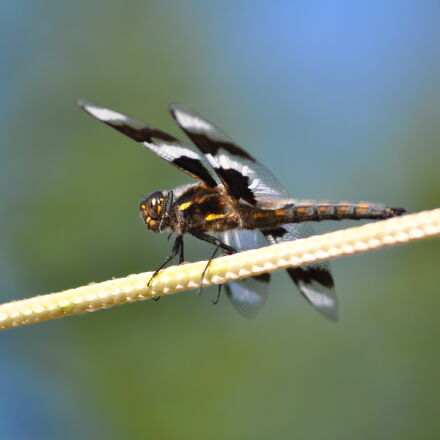 風景写真を綺麗に❤️Nikon AF-S 55-200mm F4-5.6G ED 風景写真を綺麗に❤️Nikon AF-S 55-200mm F4-5.6G ED - メルカリ