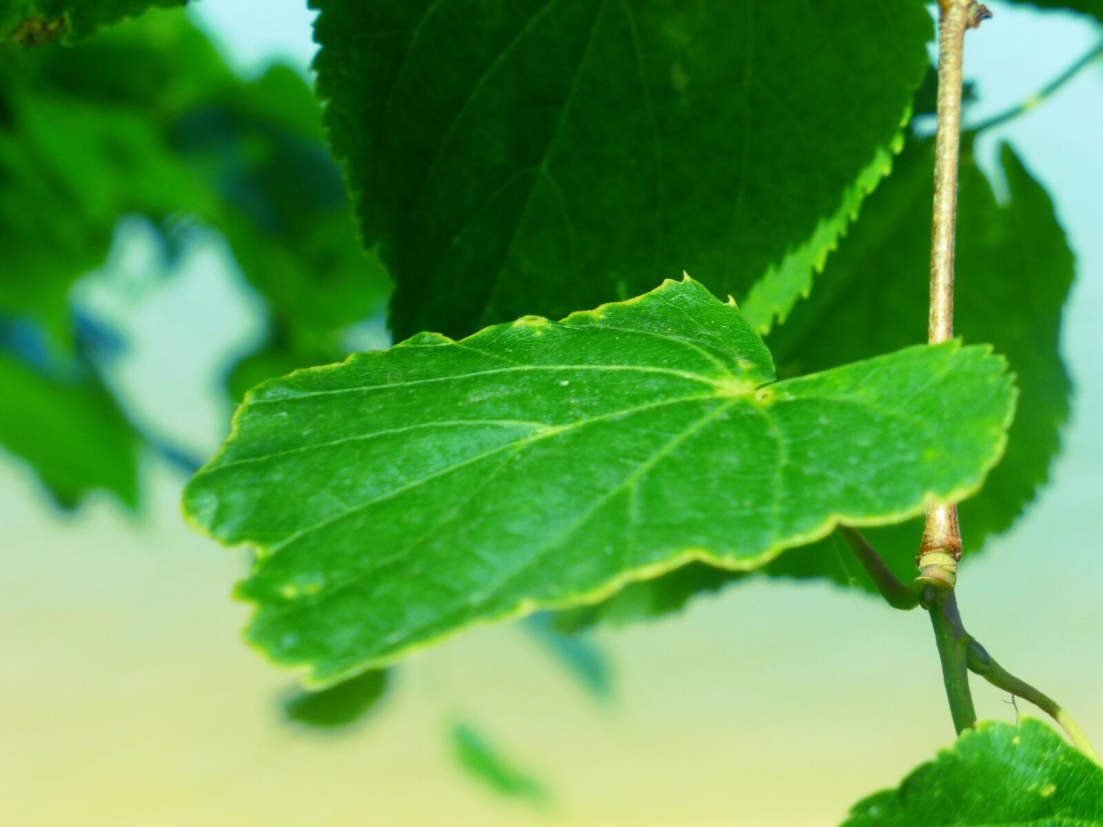 Panasonic Lumix DMC-ZS25 (Lumix DMC-TZ35) sample photo. Green leaf, branch, krupnyj photography