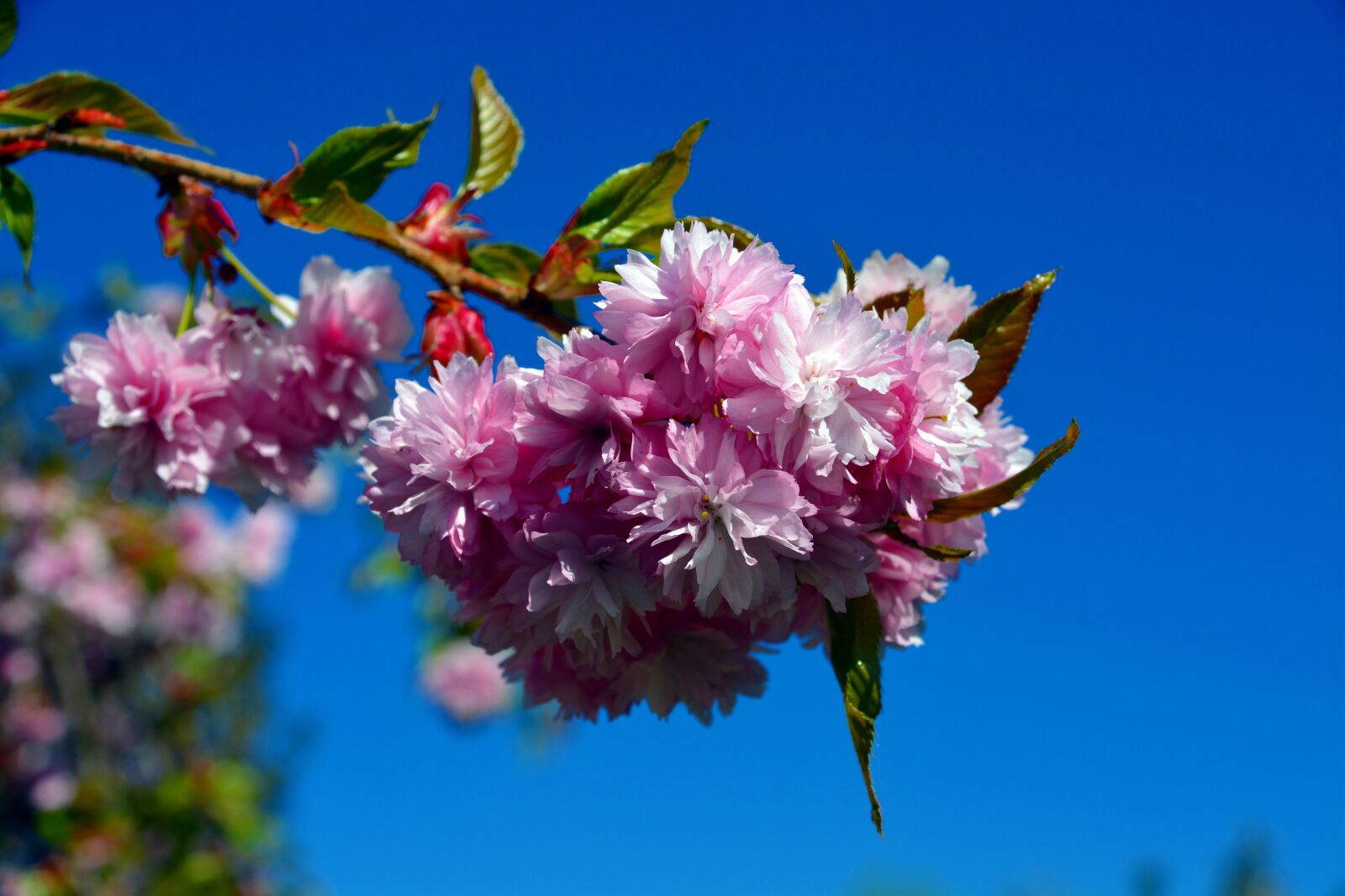 Nikon D5200 sample photo. Cherry tree, tree, blossom photography