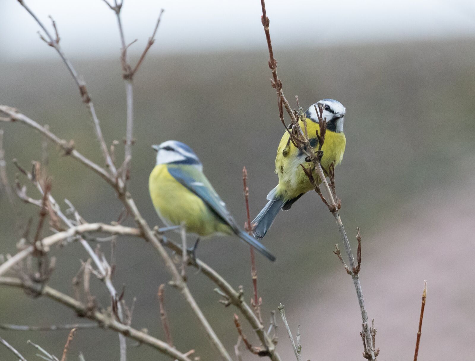 Canon EOS 7D Mark II sample photo. Blue tit, feeding tit photography