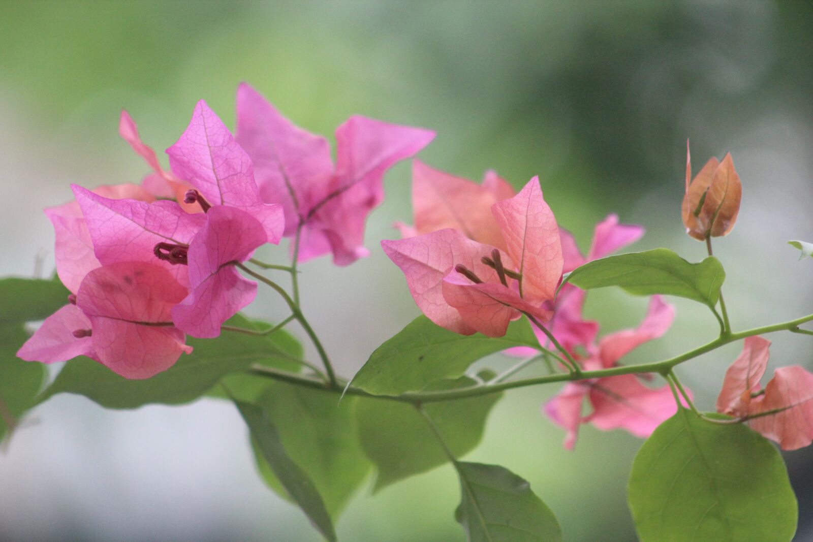 Canon EF75-300mm f/4-5.6 sample photo. Flower, garden, color photography