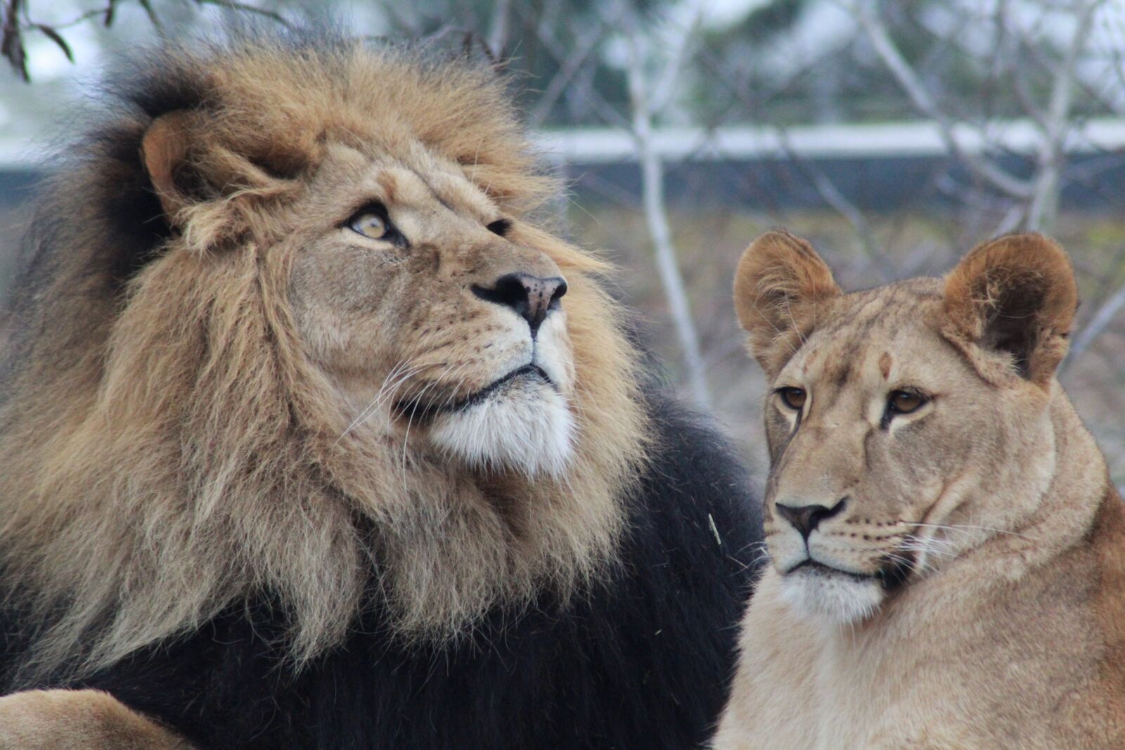 Canon EOS 1200D (EOS Rebel T5 / EOS Kiss X70 / EOS Hi) sample photo. Male lion, lioness, lion photography