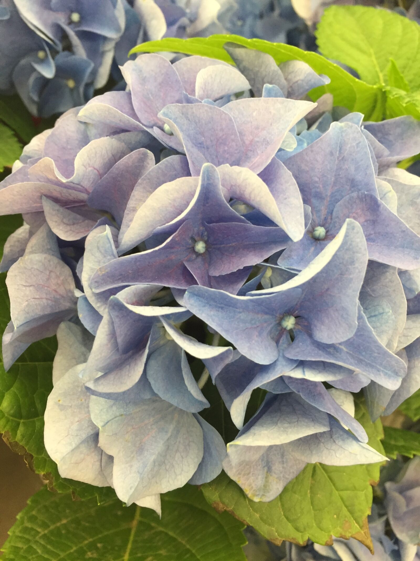 Apple iPhone 6 sample photo. Hydrangea, flower, plant photography