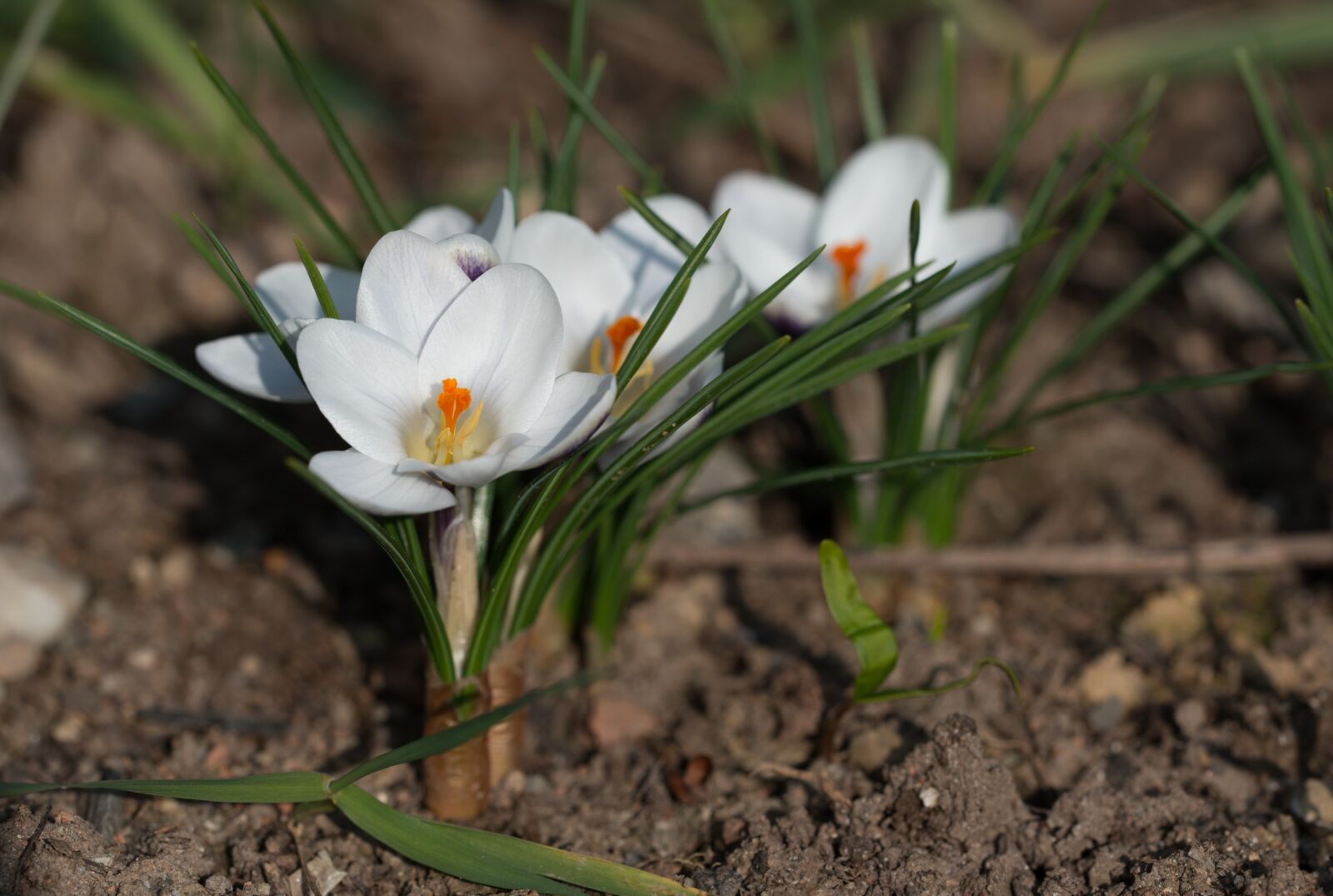 Nikon D800 sample photo. Crocus, blossom, bloom photography