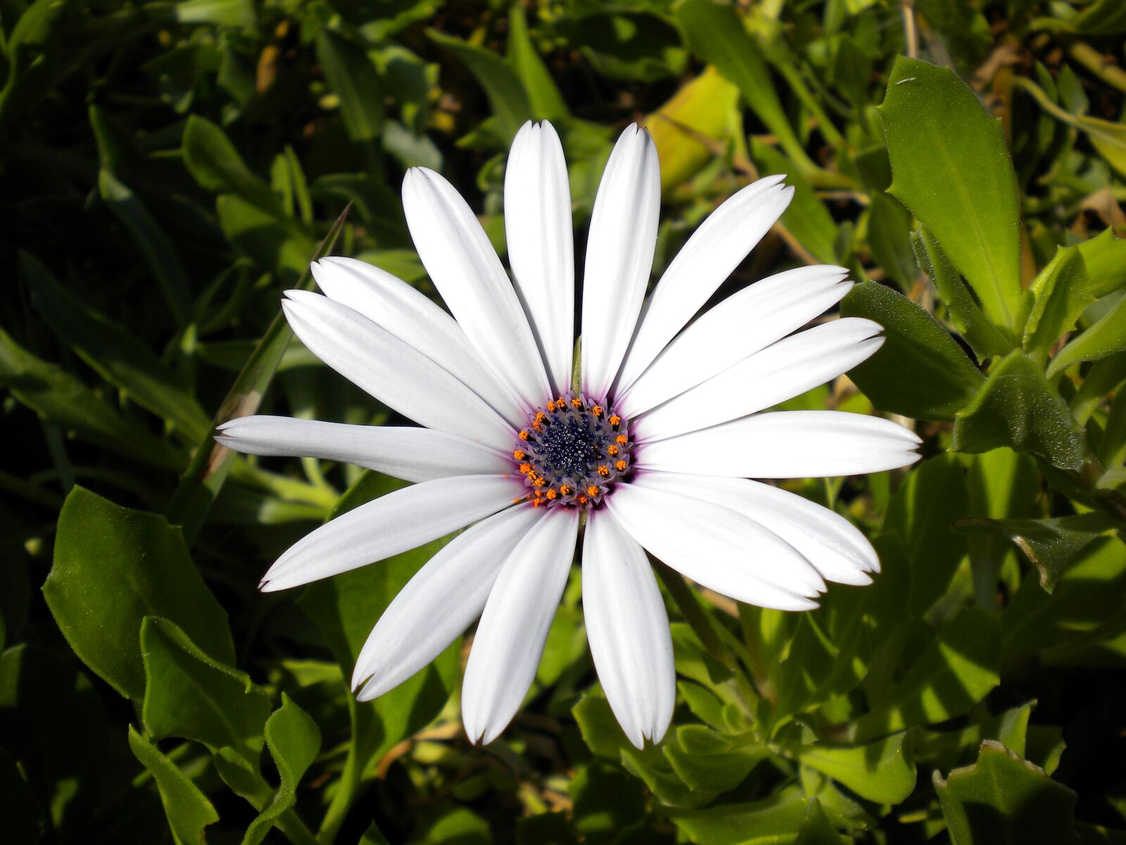 Nikon Coolpix S220 sample photo. Flower, white, ice plant photography