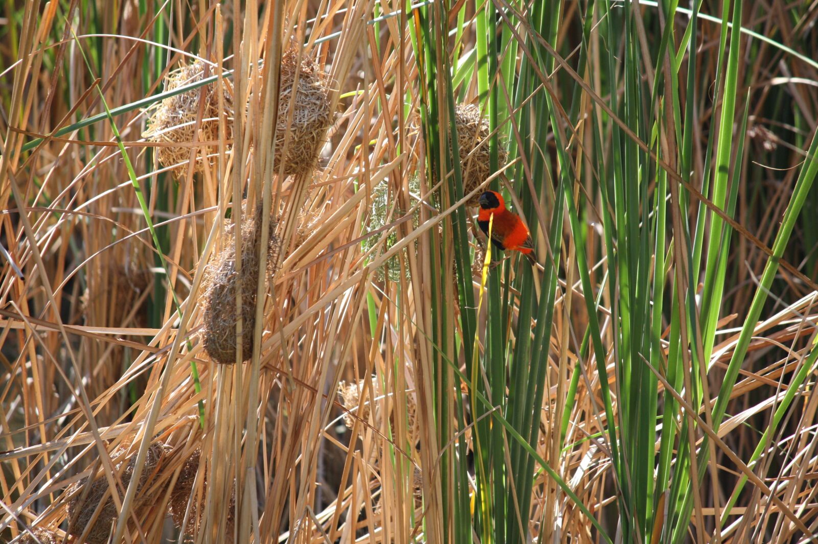 Canon EOS 450D (EOS Rebel XSi / EOS Kiss X2) sample photo. Bird, grass, nature photography