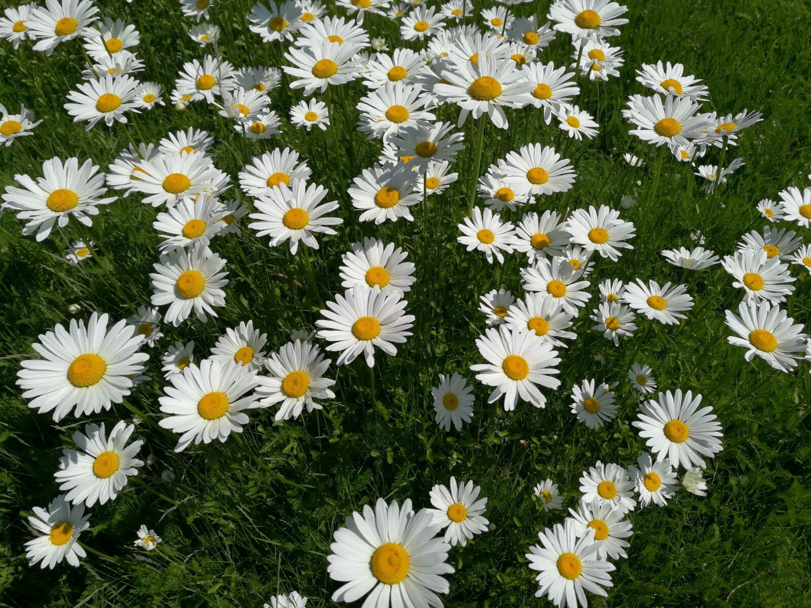 HUAWEI Honor 8 sample photo. Daisy, flower meadow, flowers photography
