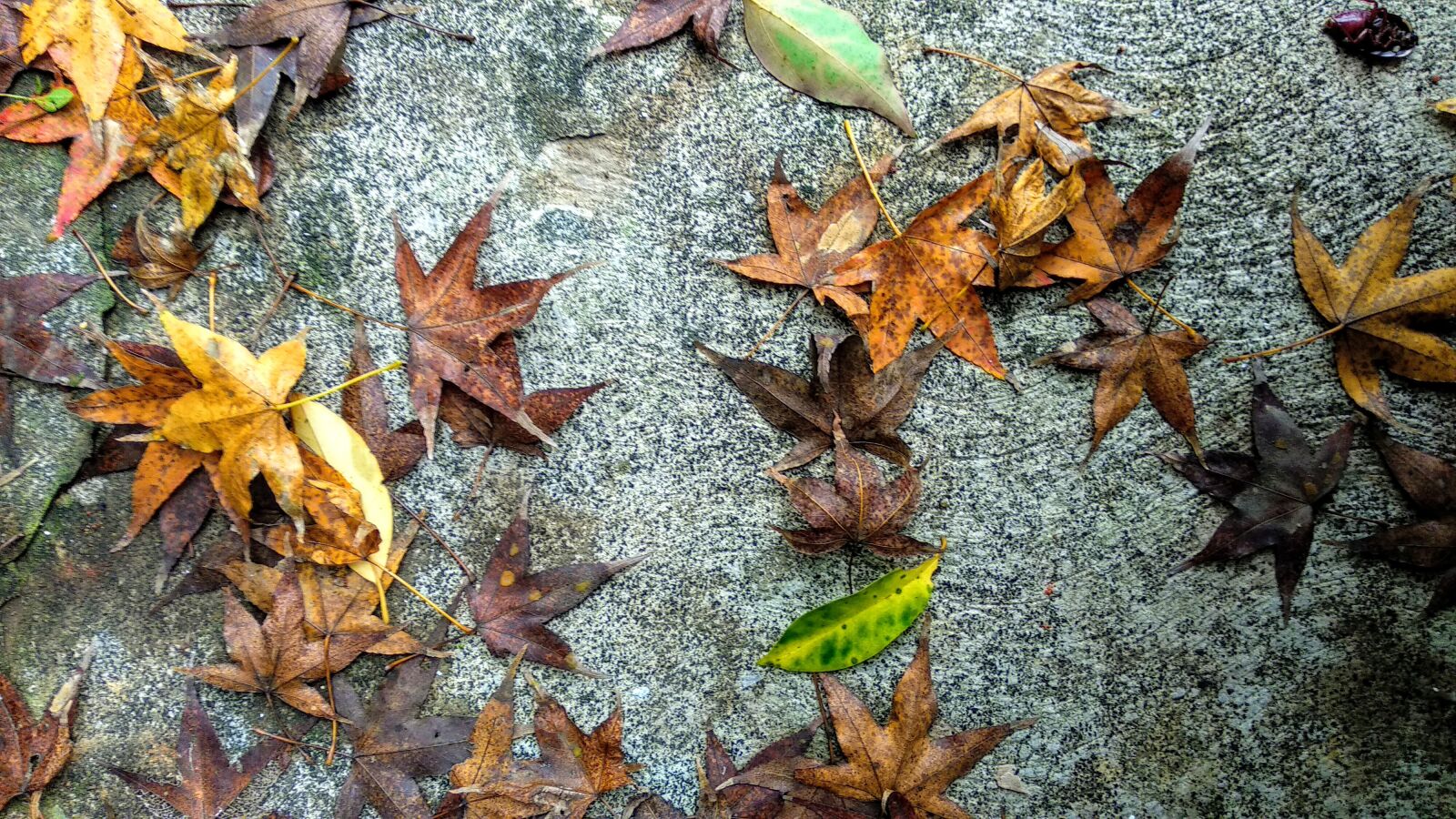 Xiaomi Mi A1 sample photo. Background, leaf, colorful photography
