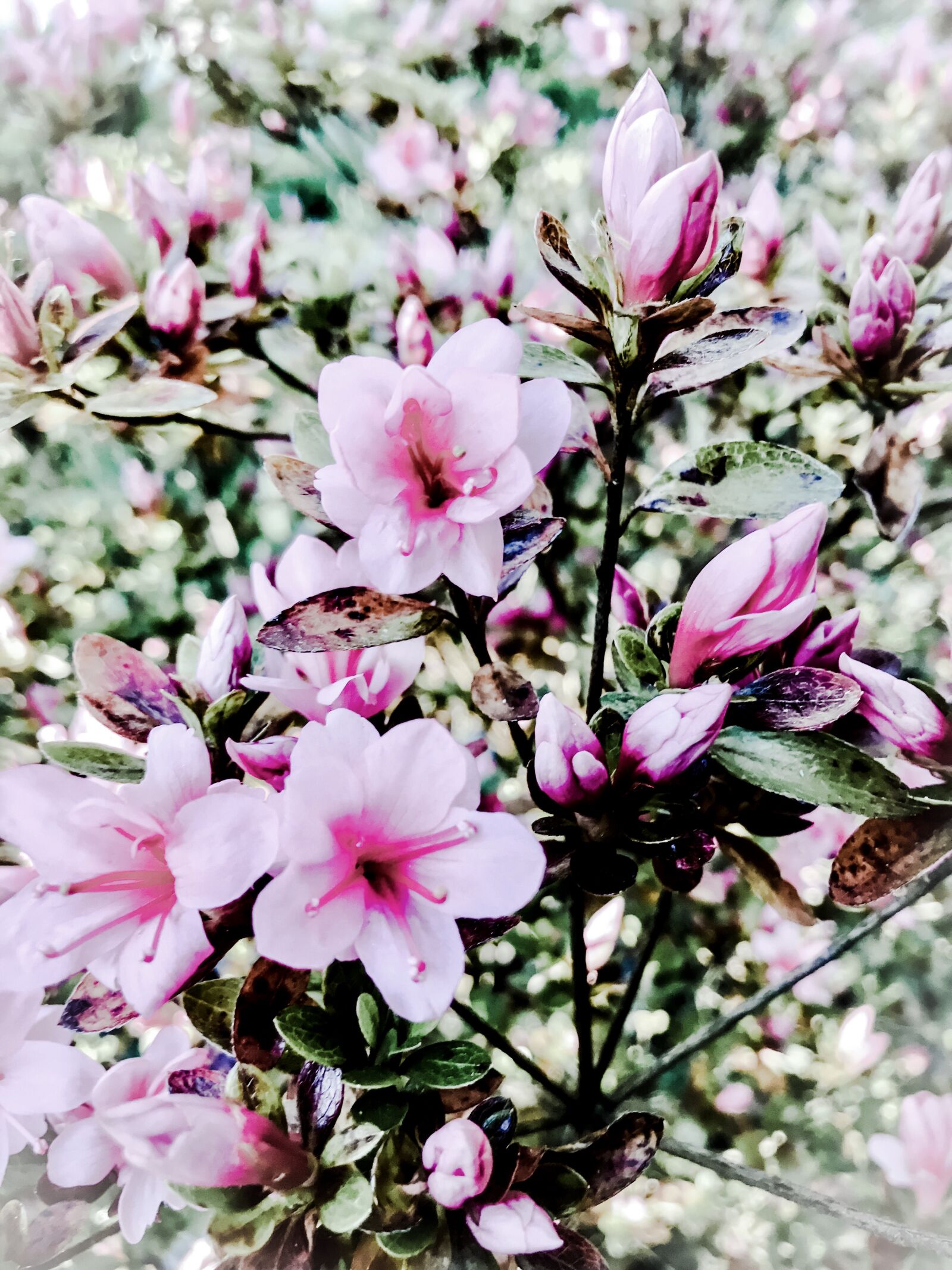 iPhone 7 back camera 3.99mm f/1.8 sample photo. Azalea, rhododendron, spring photography