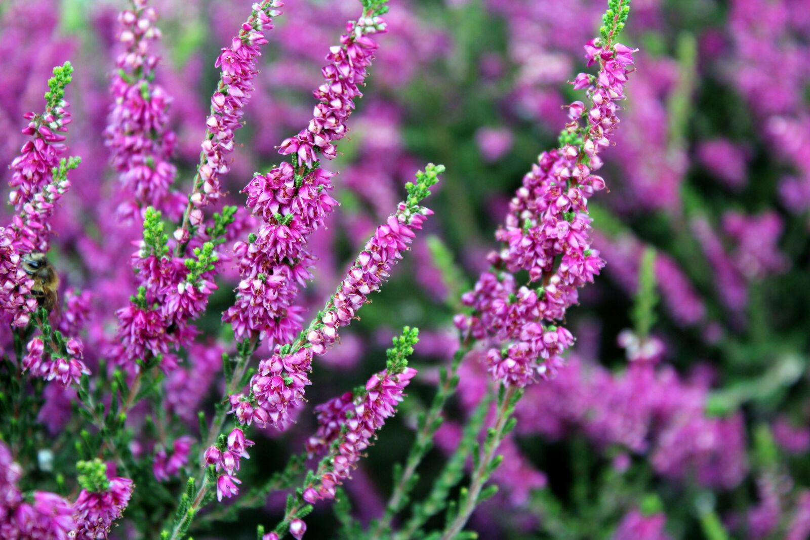 Canon EOS 1200D (EOS Rebel T5 / EOS Kiss X70 / EOS Hi) sample photo. Heather, plant, nature photography