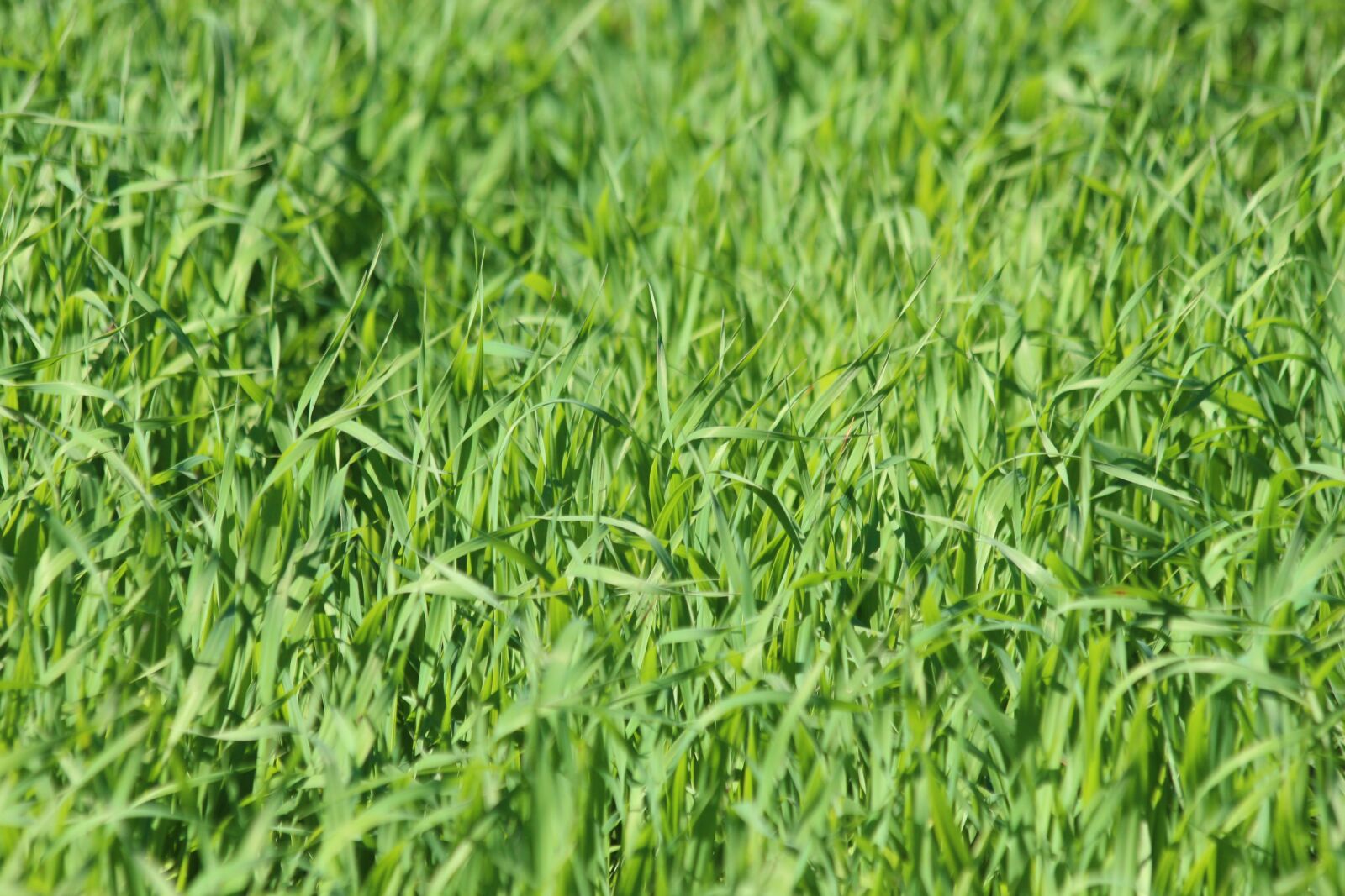 Canon EOS 650D (EOS Rebel T4i / EOS Kiss X6i) sample photo. Oats, grass, green oats photography