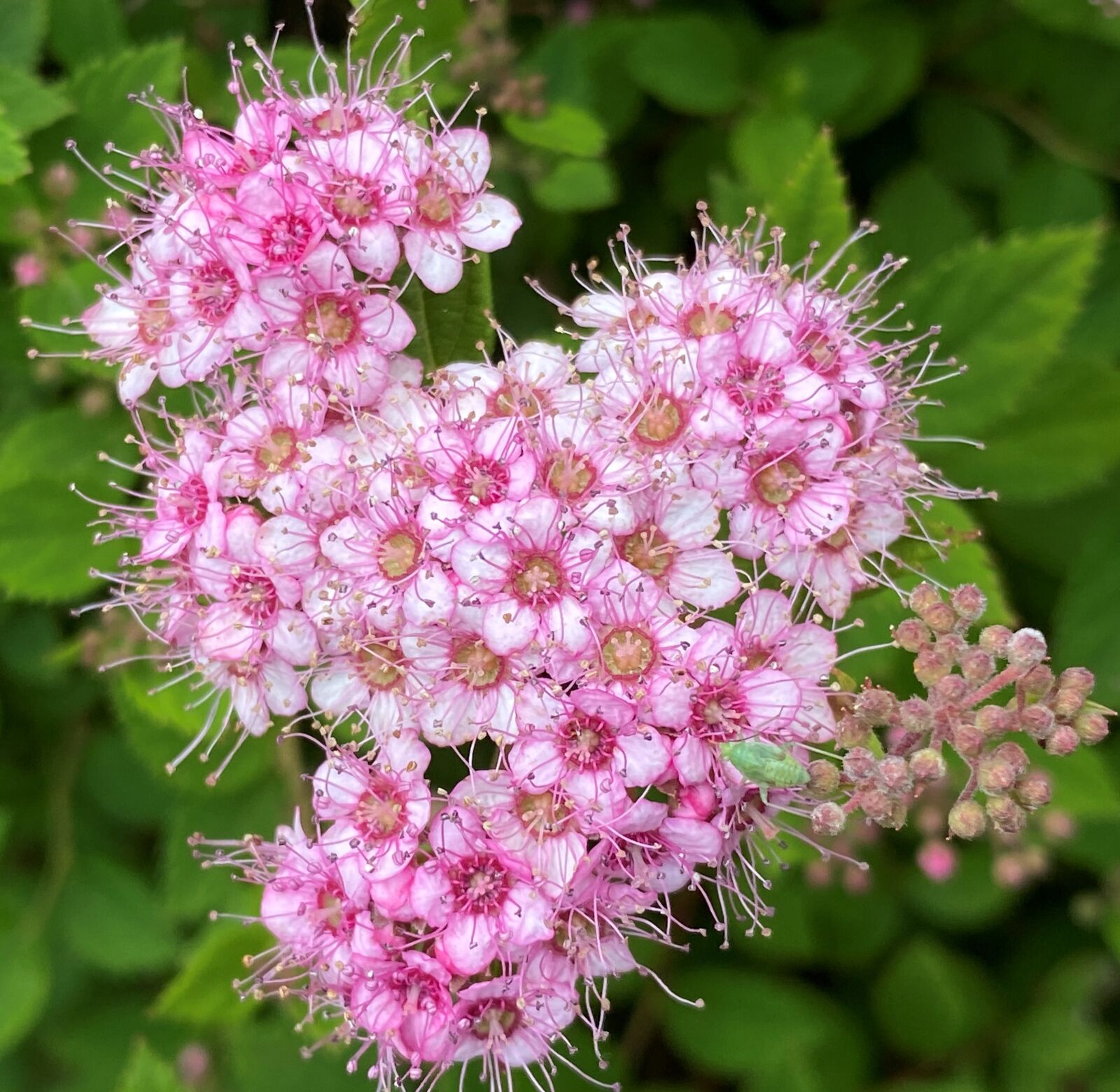 Apple iPhone 11 sample photo. Pink, white, green photography