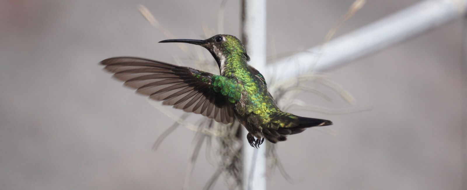 Sony SLT-A55 (SLT-A55V) + Sony 500mm F8 Reflex sample photo. Fauna, ave, hummingbird photography