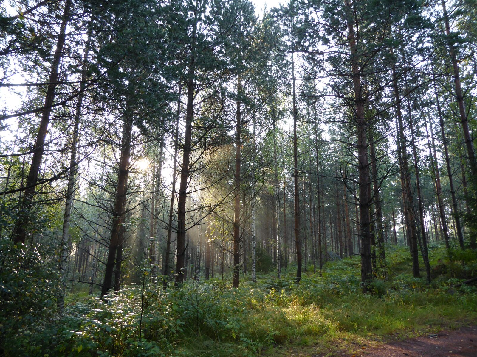 Panasonic Lumix DMC-ZS50 (Lumix DMC-TZ70) sample photo. Forest, light, nature photography