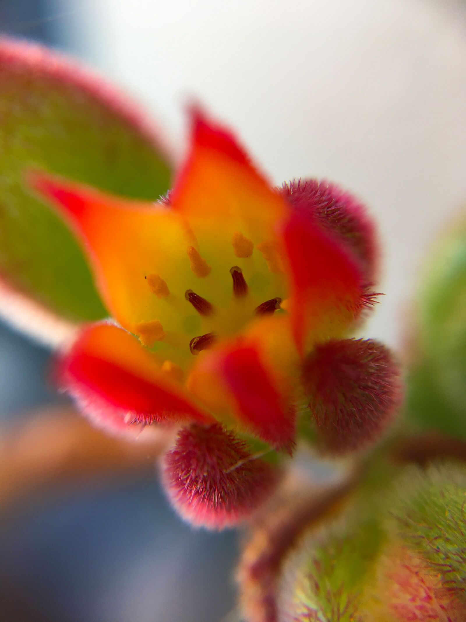 iPhone SE back camera 4.15mm f/2.2 sample photo. Flower, flowers, succulent plant photography