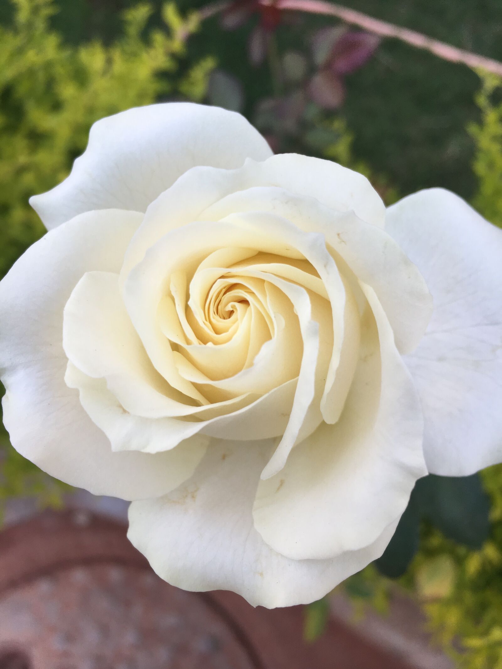 Apple iPhone 6s sample photo