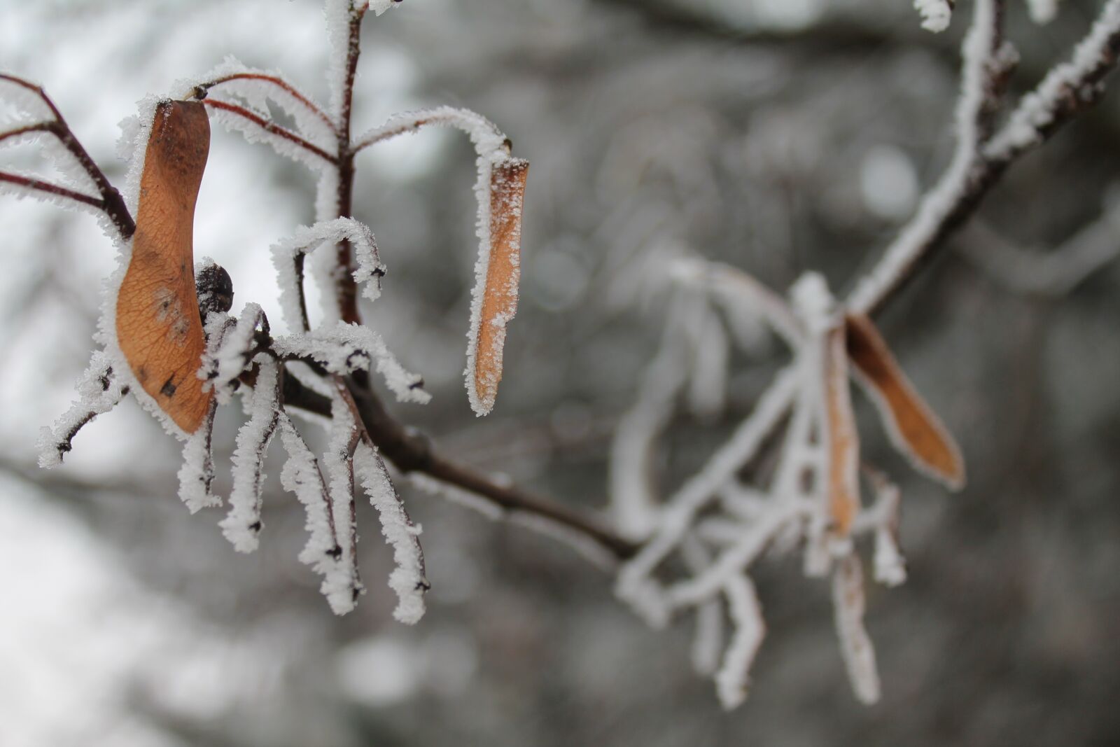 Canon EOS 1100D (EOS Rebel T3 / EOS Kiss X50) sample photo. Frost, iced, cold photography