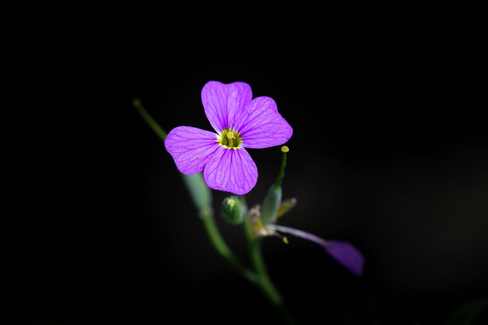 Nikon D7100 sample photo. Flower, pink, blossom photography