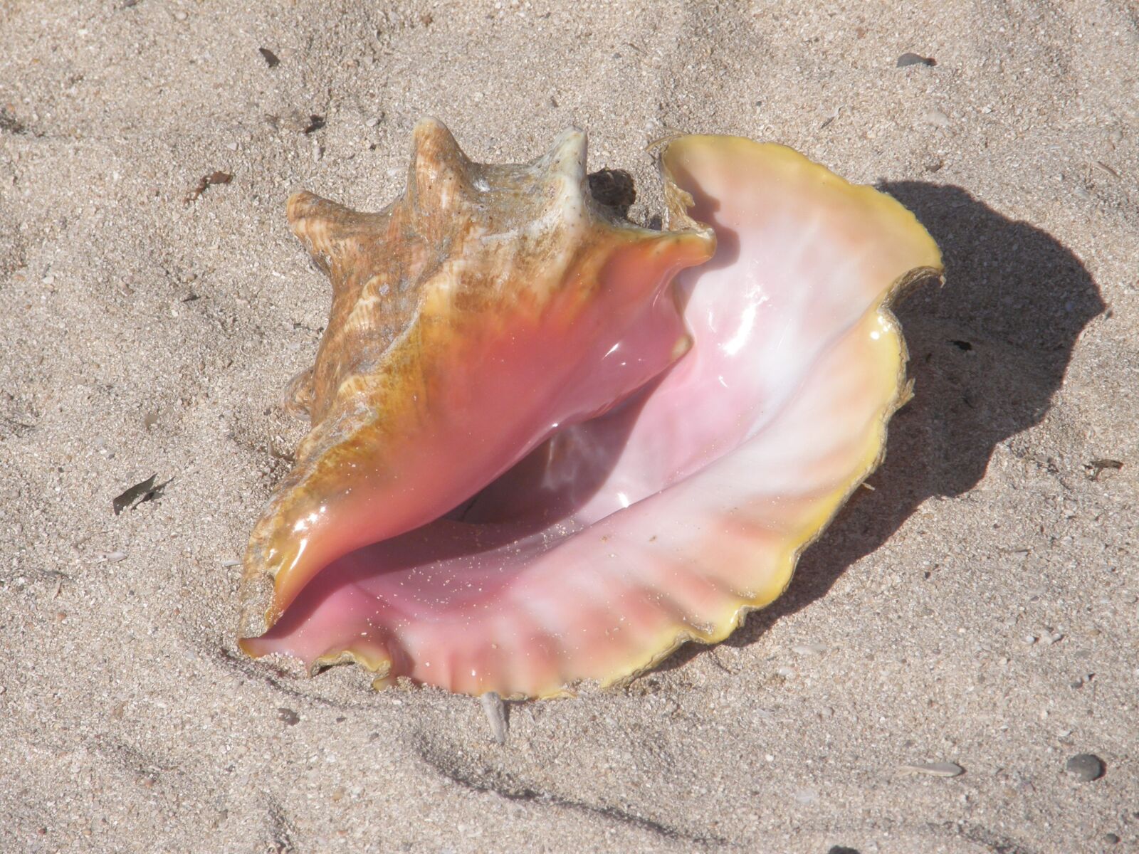 Olympus SP550UZ sample photo. Sand, beach, ocean photography