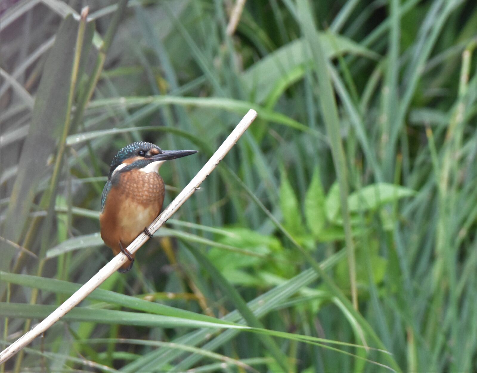 Nikon D5600 sample photo. Kingfisher, nature, bird photography