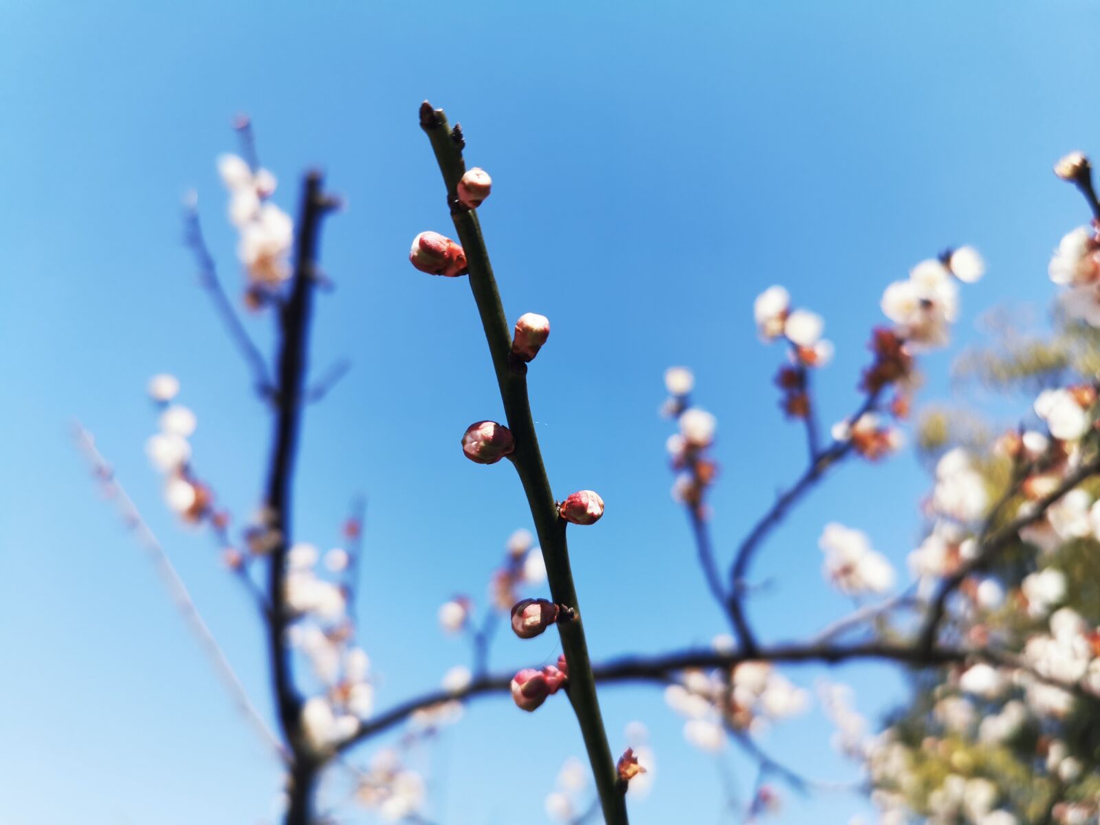 HUAWEI P30 Pro sample photo. Flower, spring, summer photography