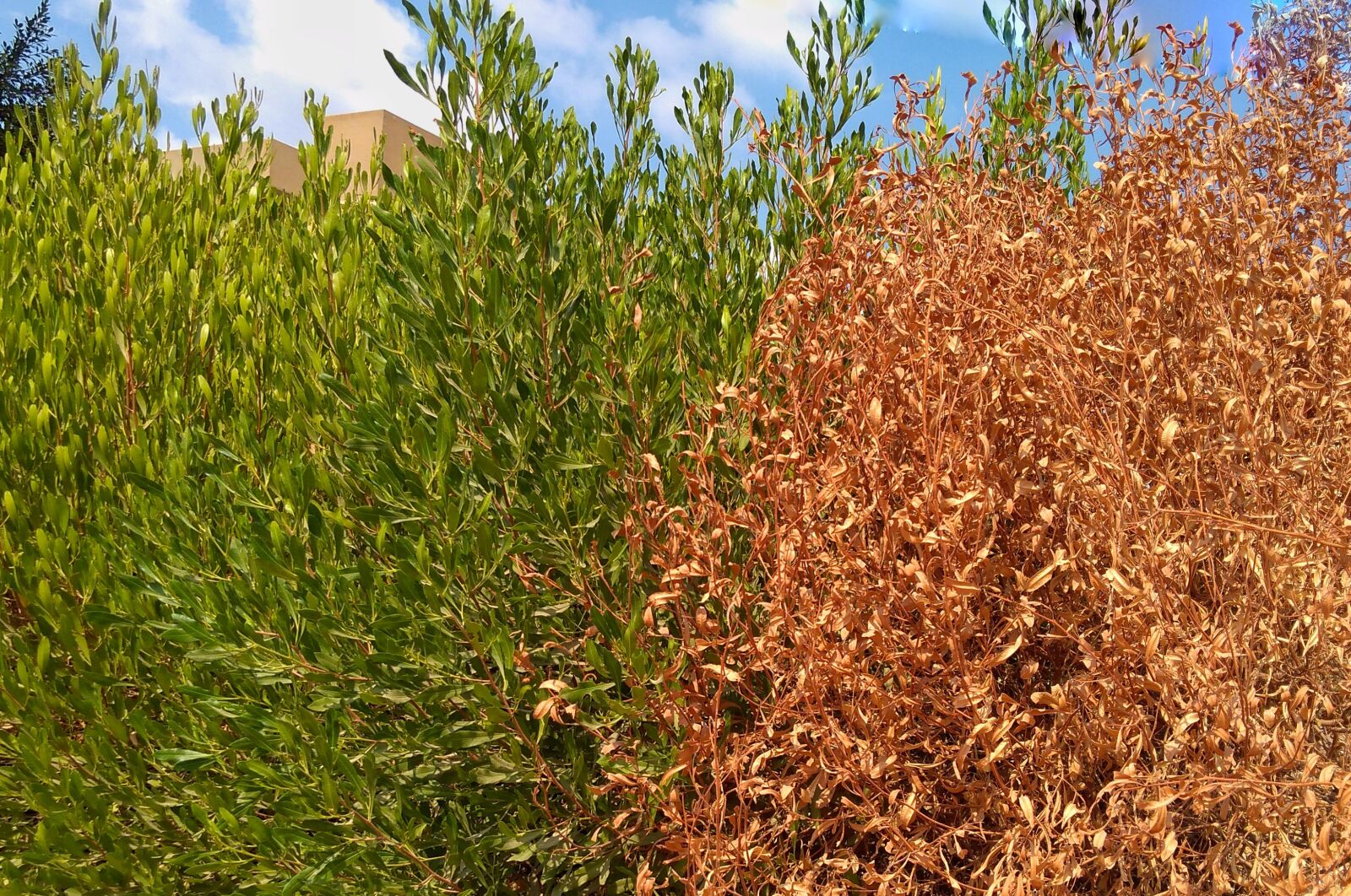 Lenovo K6 NOTE sample photo. Tree, grass, shrubs photography