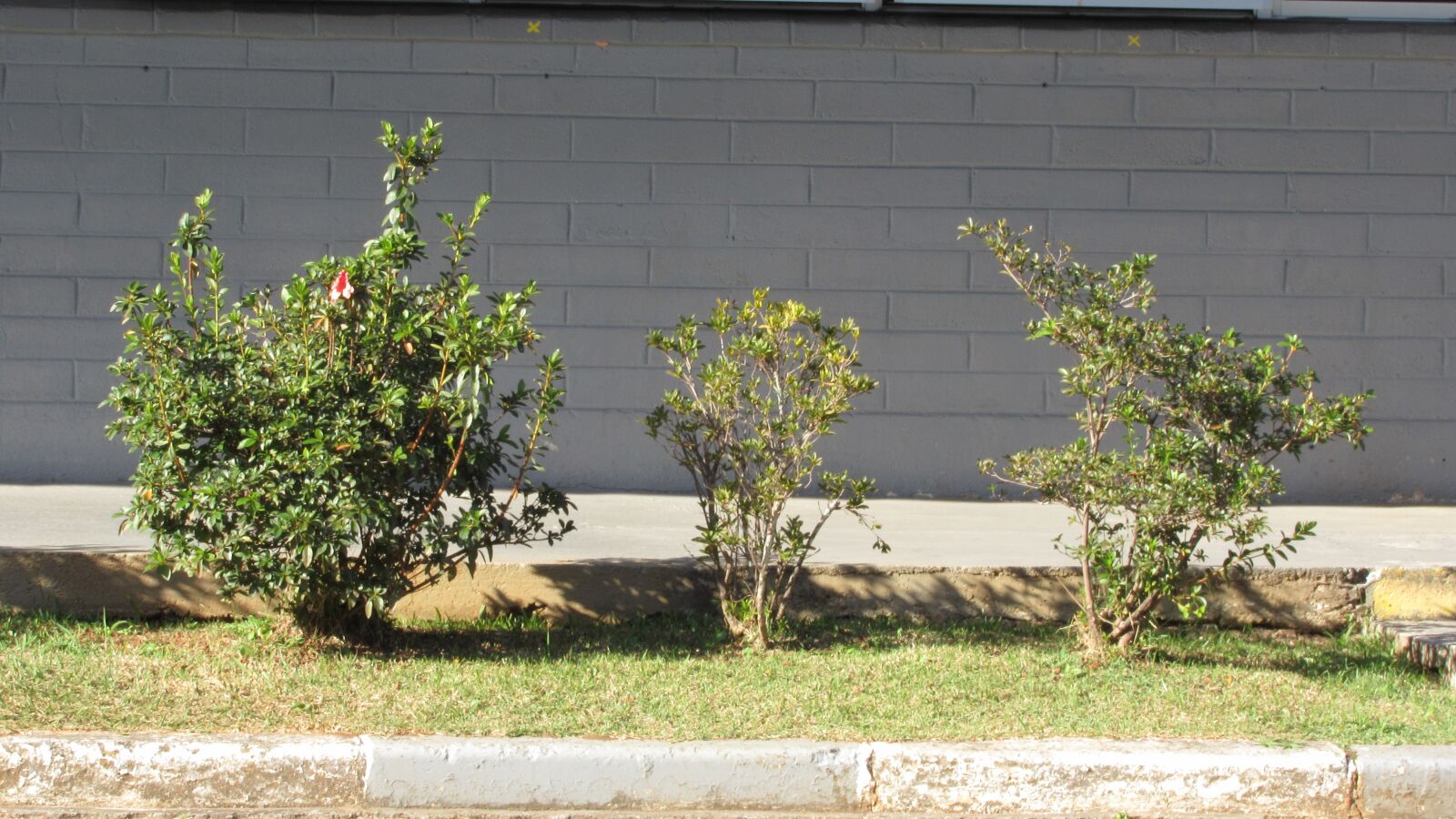 Canon PowerShot SX530 HS sample photo. Plant, green, nature photography