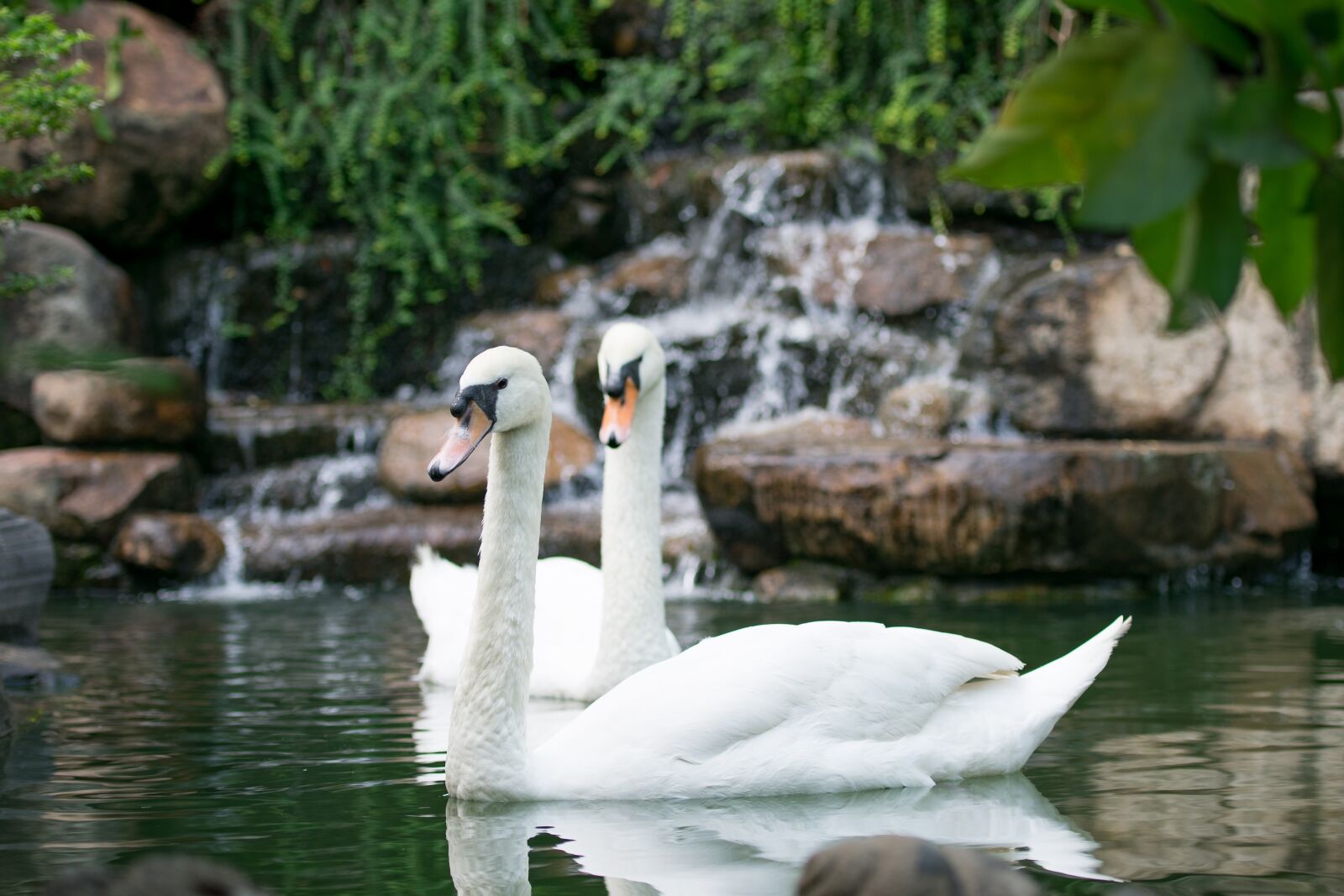 Nikon D3400 sample photo. Swan, bird, water photography