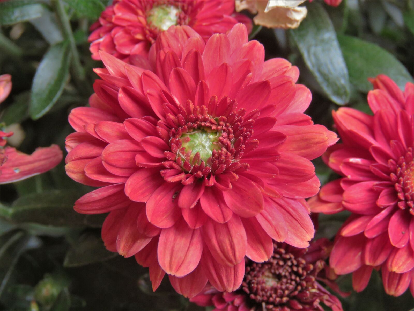 Canon PowerShot SX60 HS sample photo. Flower, red, white photography