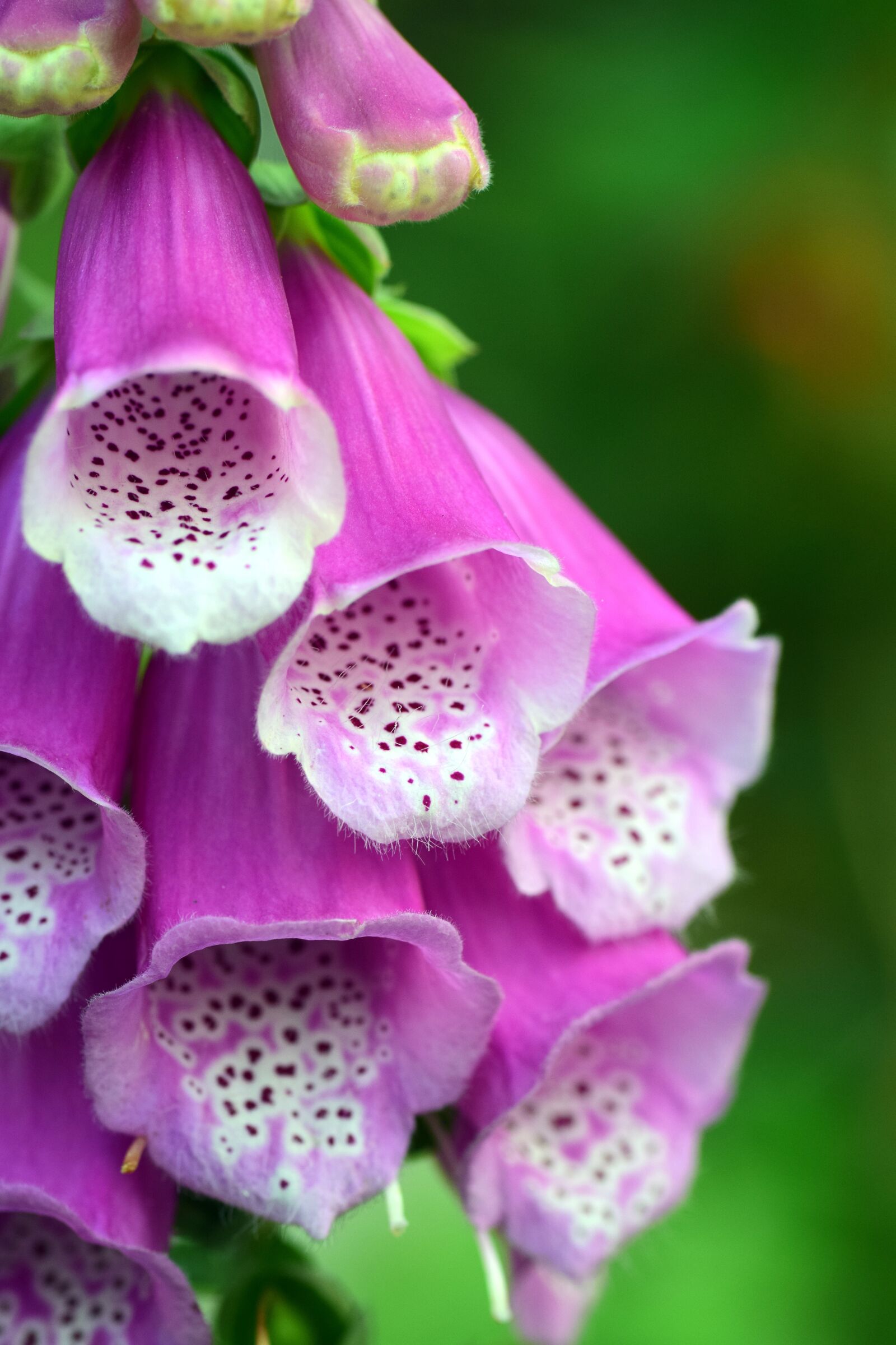Nikon D3300 sample photo. Thimble, digitalis, toxic photography