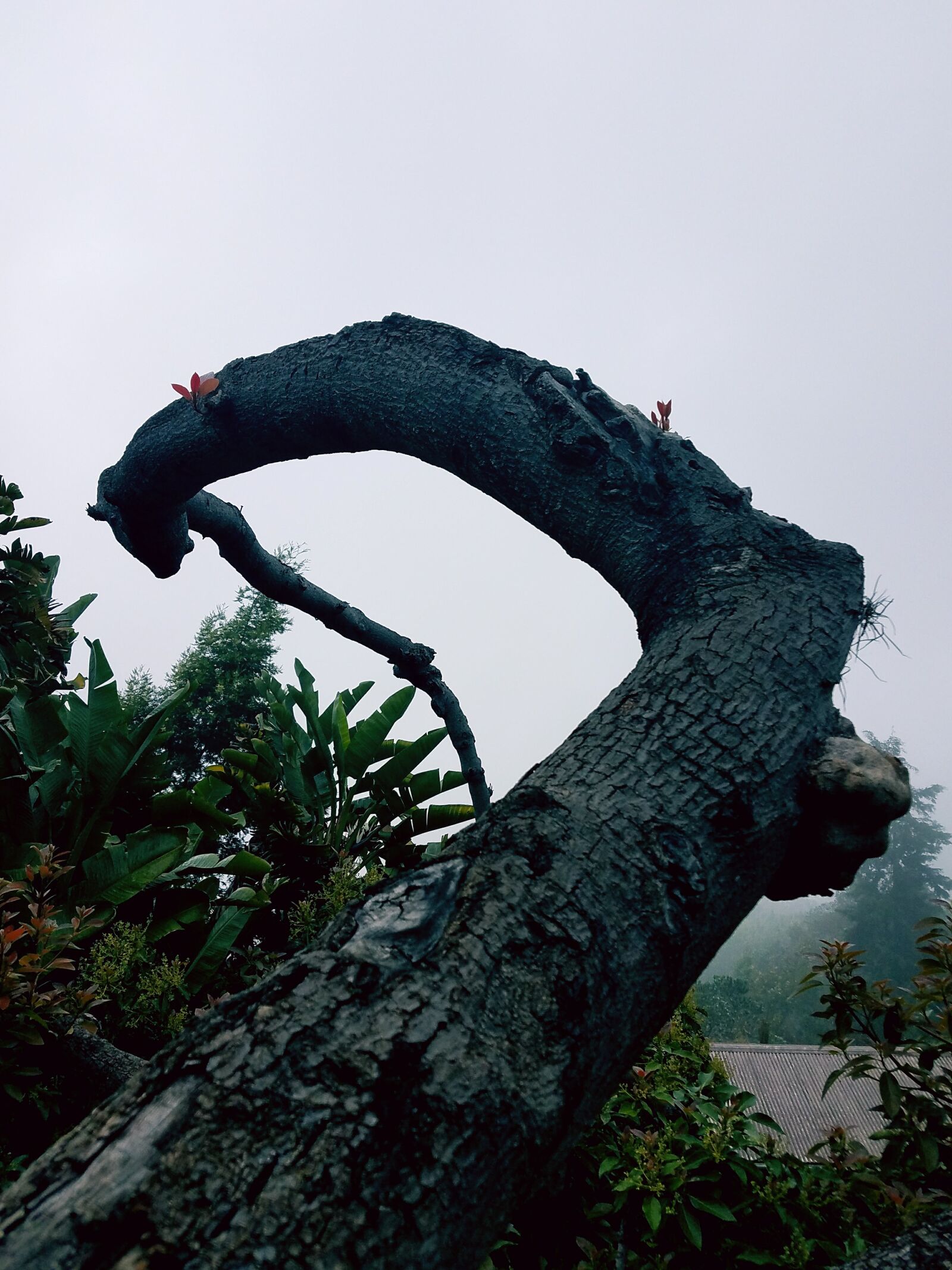 Samsung Galaxy S7 Edge sample photo. Spiral, tree photography