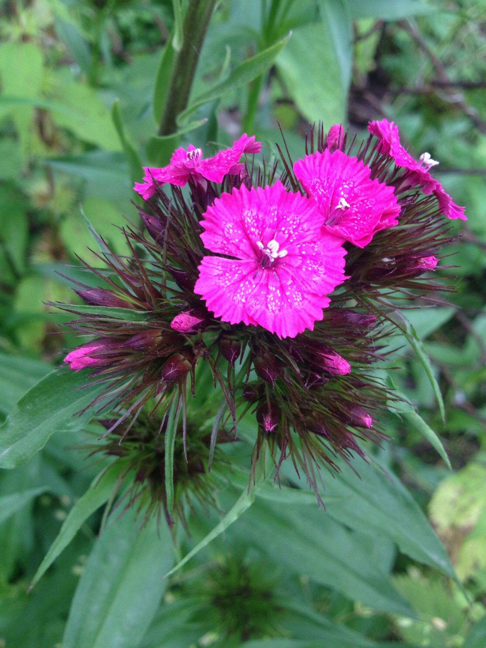 iPhone 4S back camera 4.28mm f/2.4 sample photo. Nature, flora, leaf photography